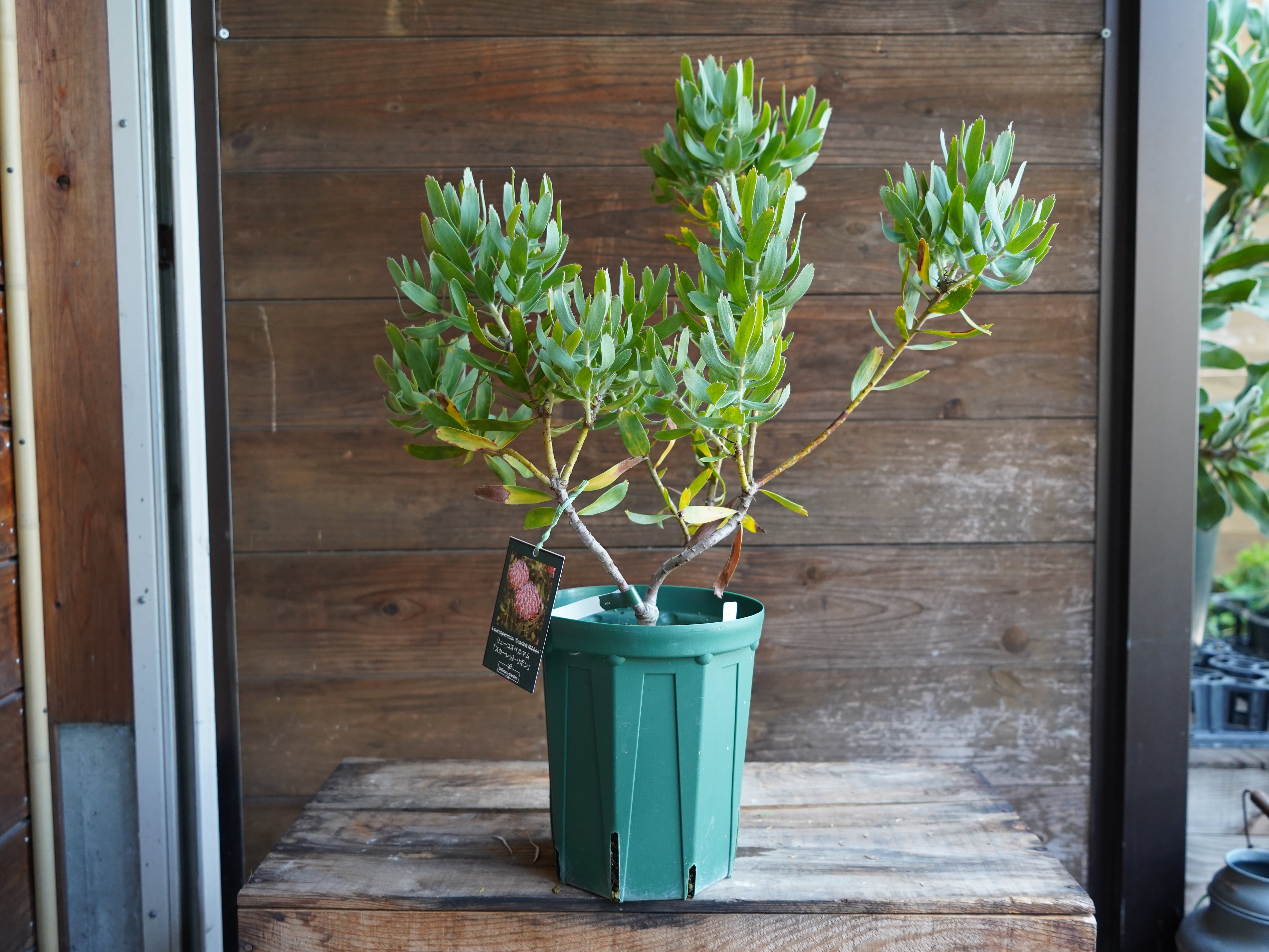 【現物】リューコスペルマム "スカーレットリボン"　A