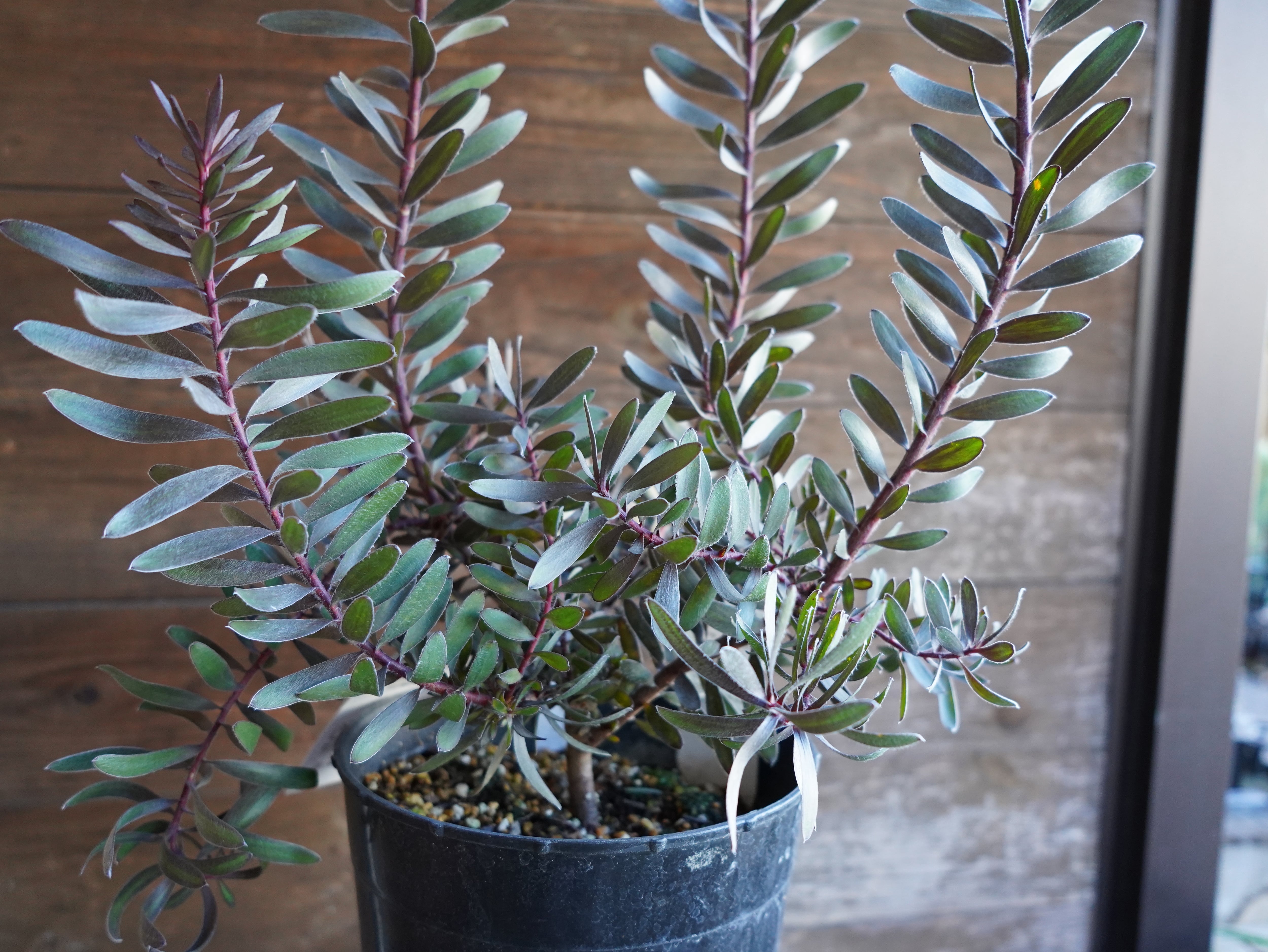 【現物】リューカデンドロン　”デュリフ”　7号　B