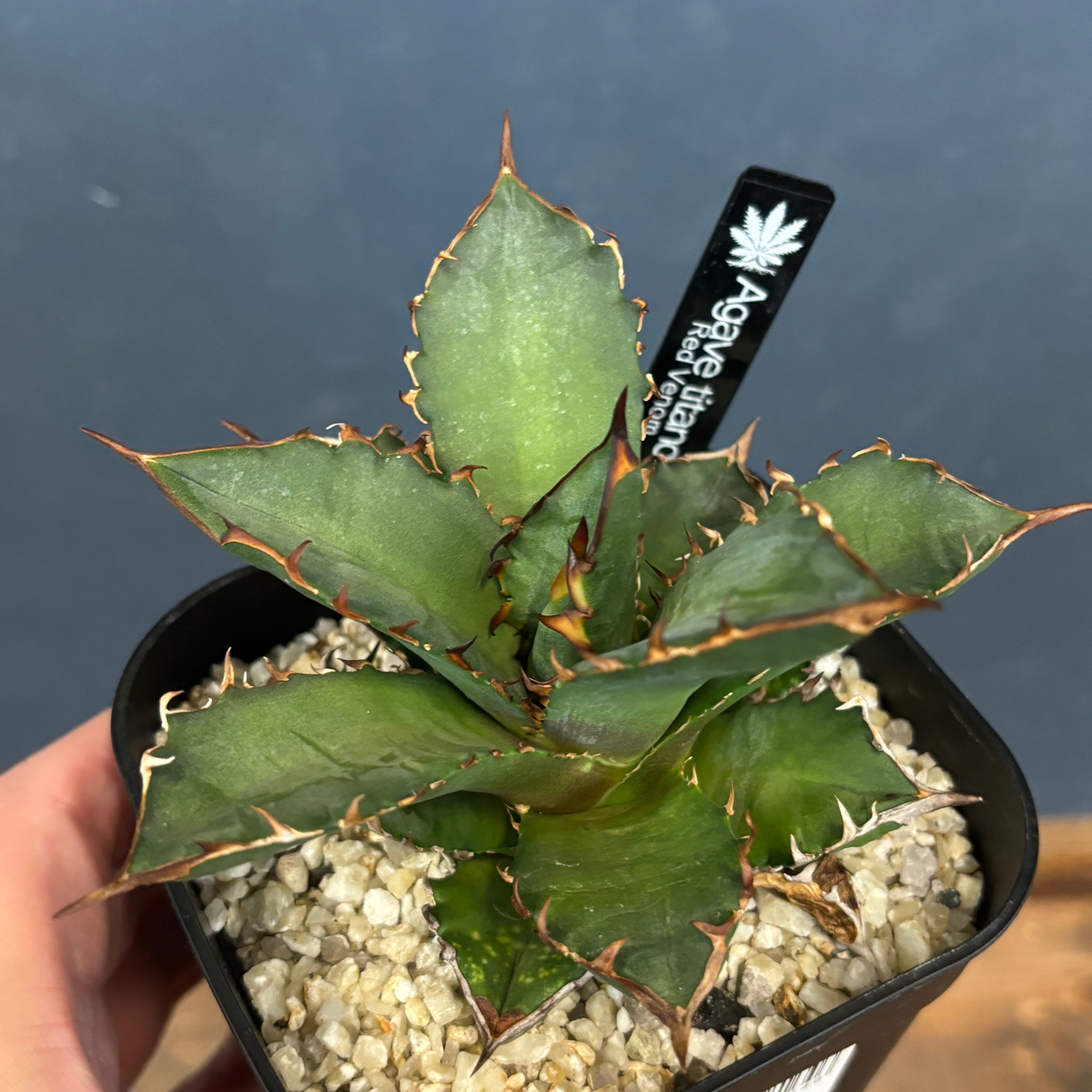 アガベ　チタノタ　レッドヴェノム 587ca59f994e013e7c5a7a02cde3e3