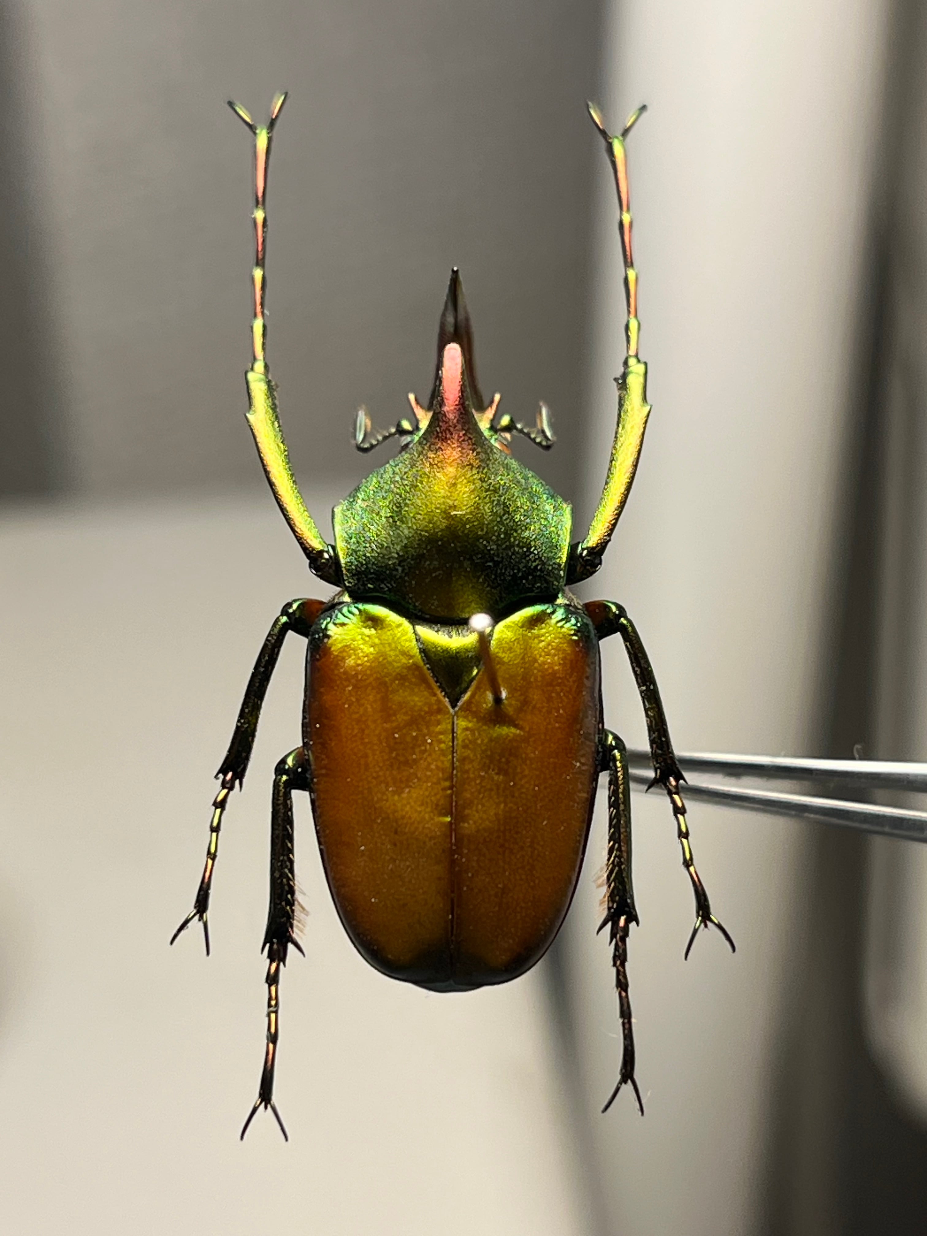 【30mm】ロドリゲスカブトハナムグリ コガネムシ プラチナコガネ カナブン 30mm】カブトハナムグリ コガネムシ プラチナコガネ カナブン