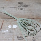 【送料無料】ドゥラティ S〔エアプランツ〕現品発送T1347