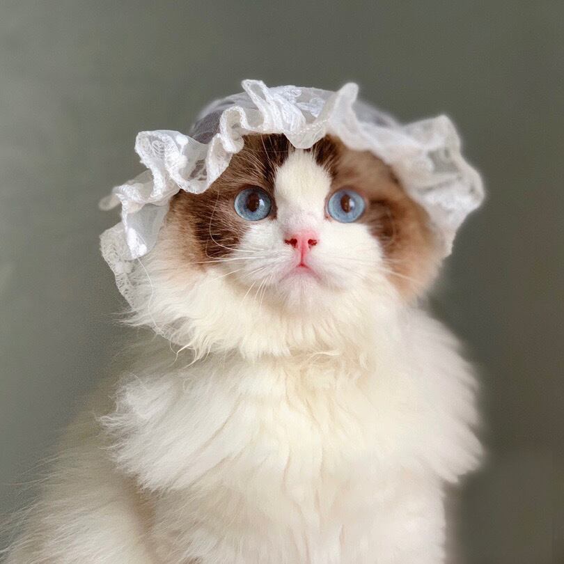 【ゆきんこ】猫耳ボンネット ホワイトレースボンネット 猫 帽子 | nyanpets 猫グッズ専門店