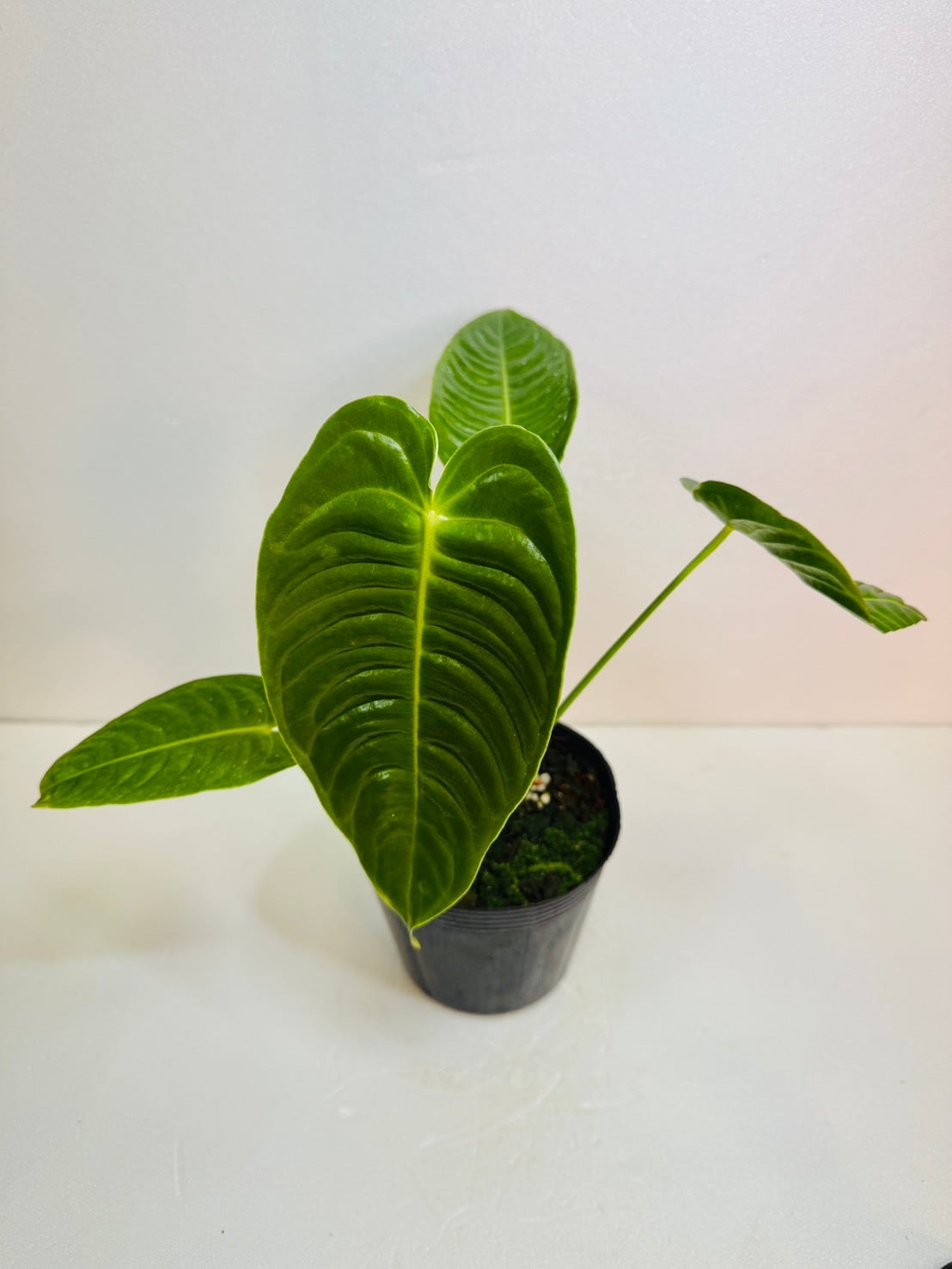 その他観葉植物 Sorap- 観葉植物と雑貨のお店 VIVAGREEN