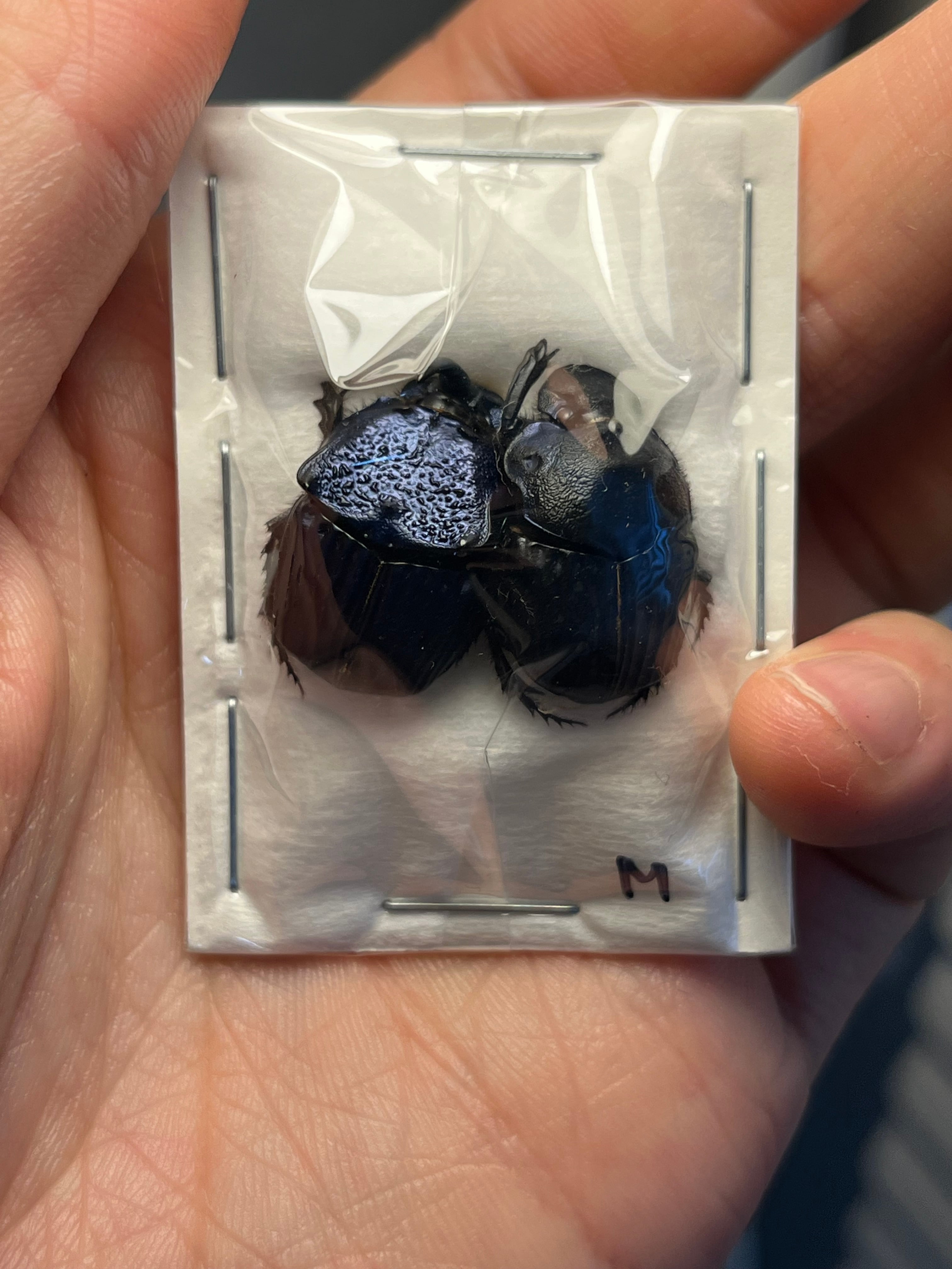 20mm】Pachysoma striatum パキソマ フンチュウ フンコロガシ スカラベ