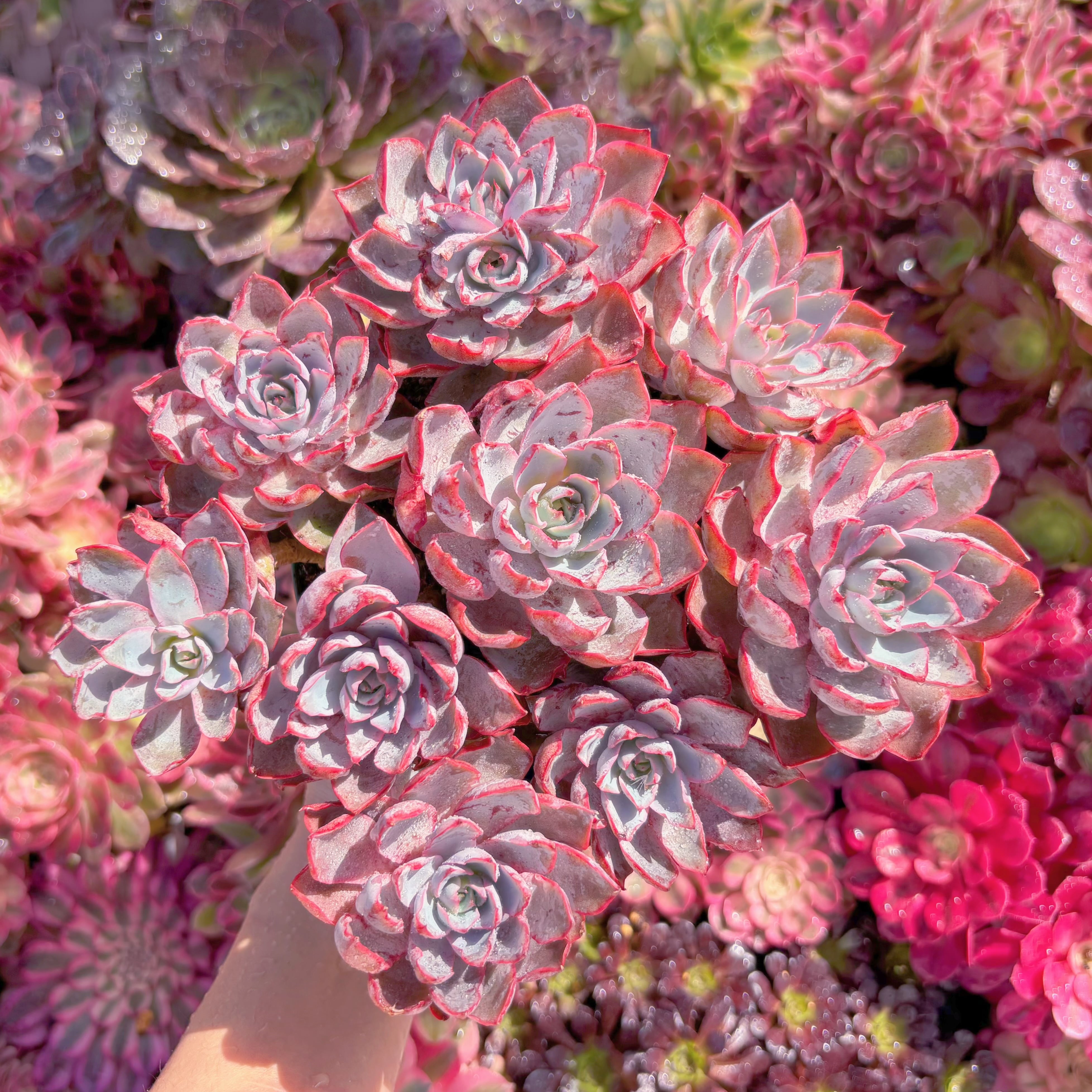 現品　ヘラ#775　特大群生　新入荷　るる農園