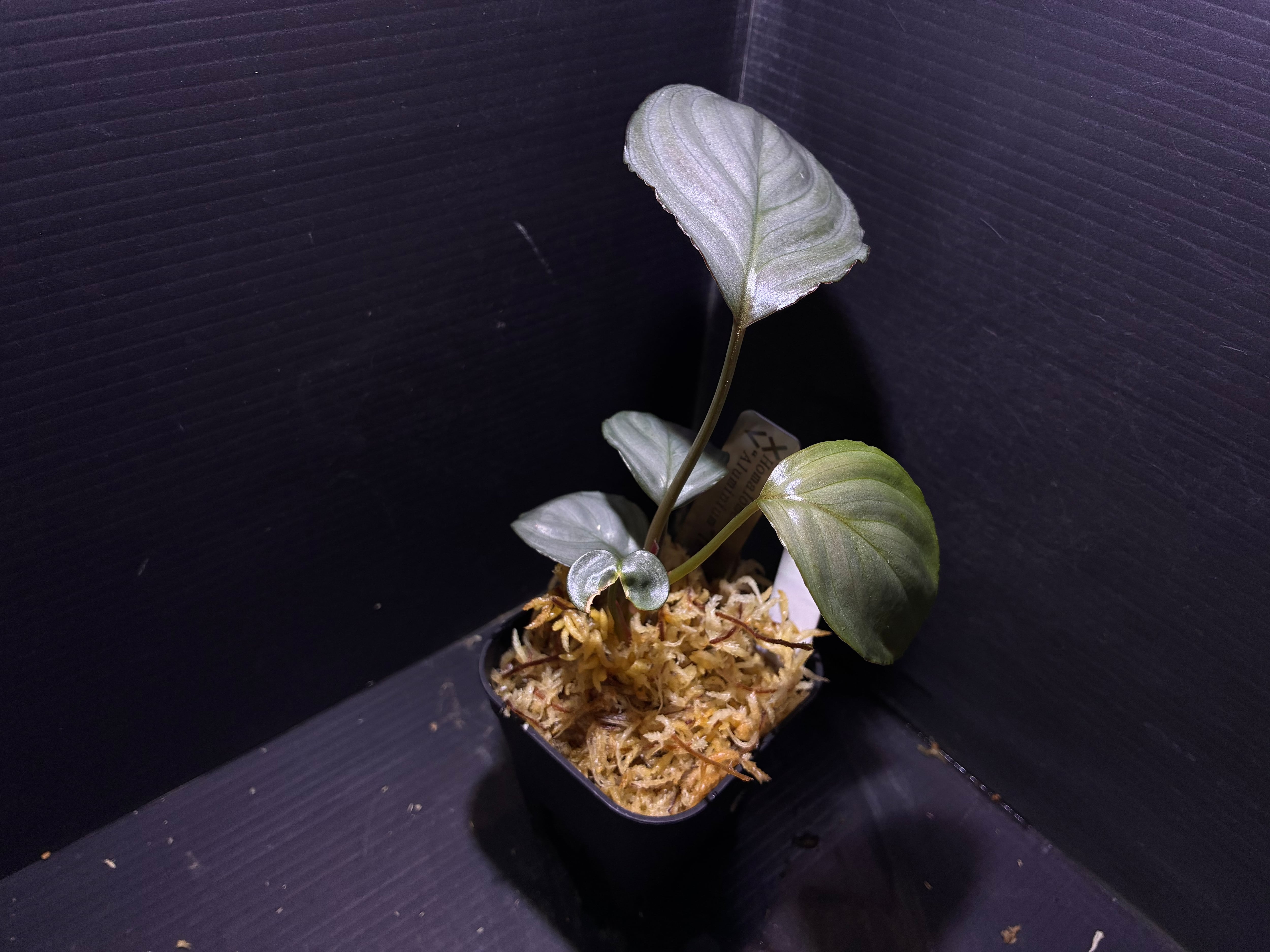 Bucephalandra sp. Murung raya 【LA0813-01】小株 ① | AquaFocus