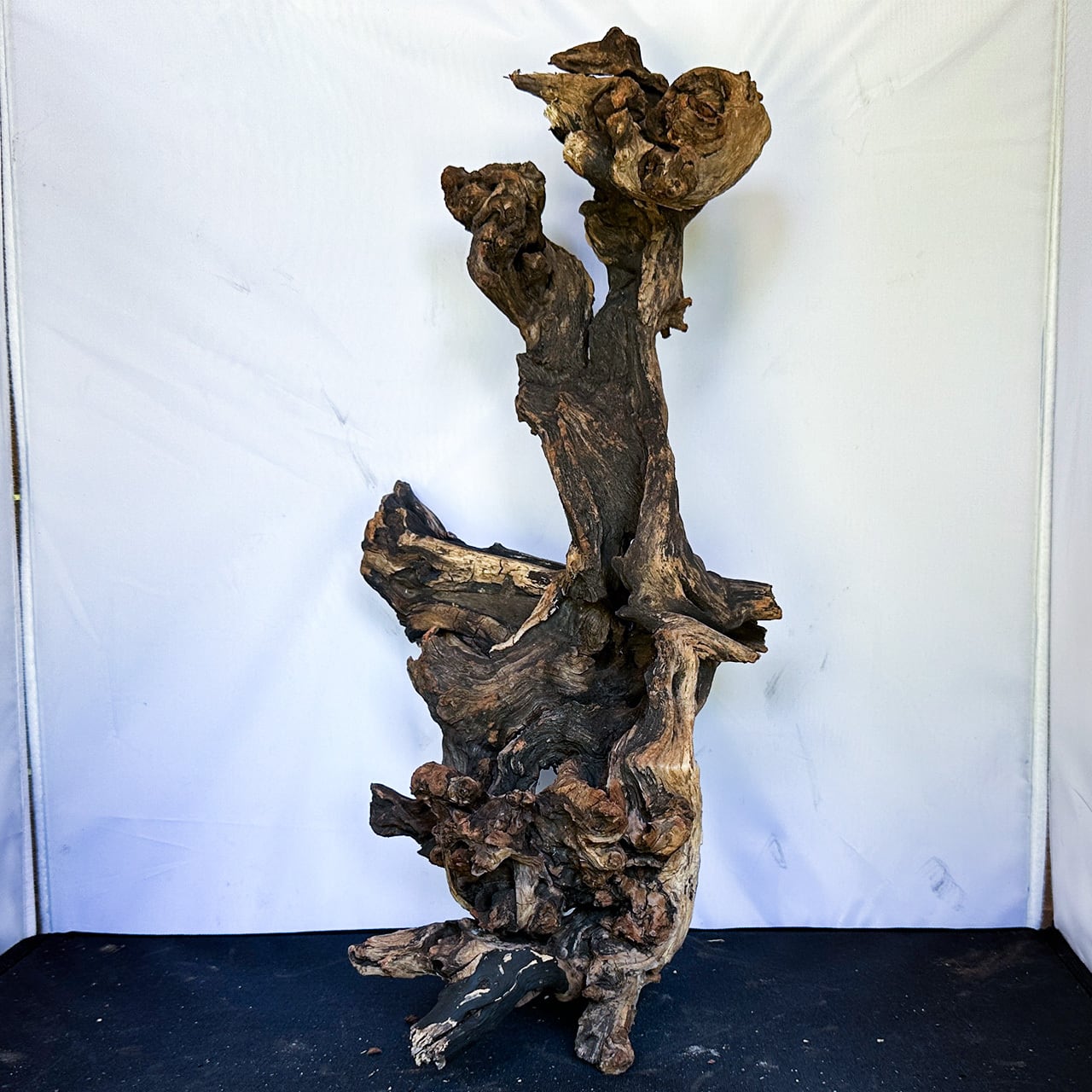 荘厳な佇まいが放つ圧倒の存在】ディープホーンウッド/Deep Hornwood