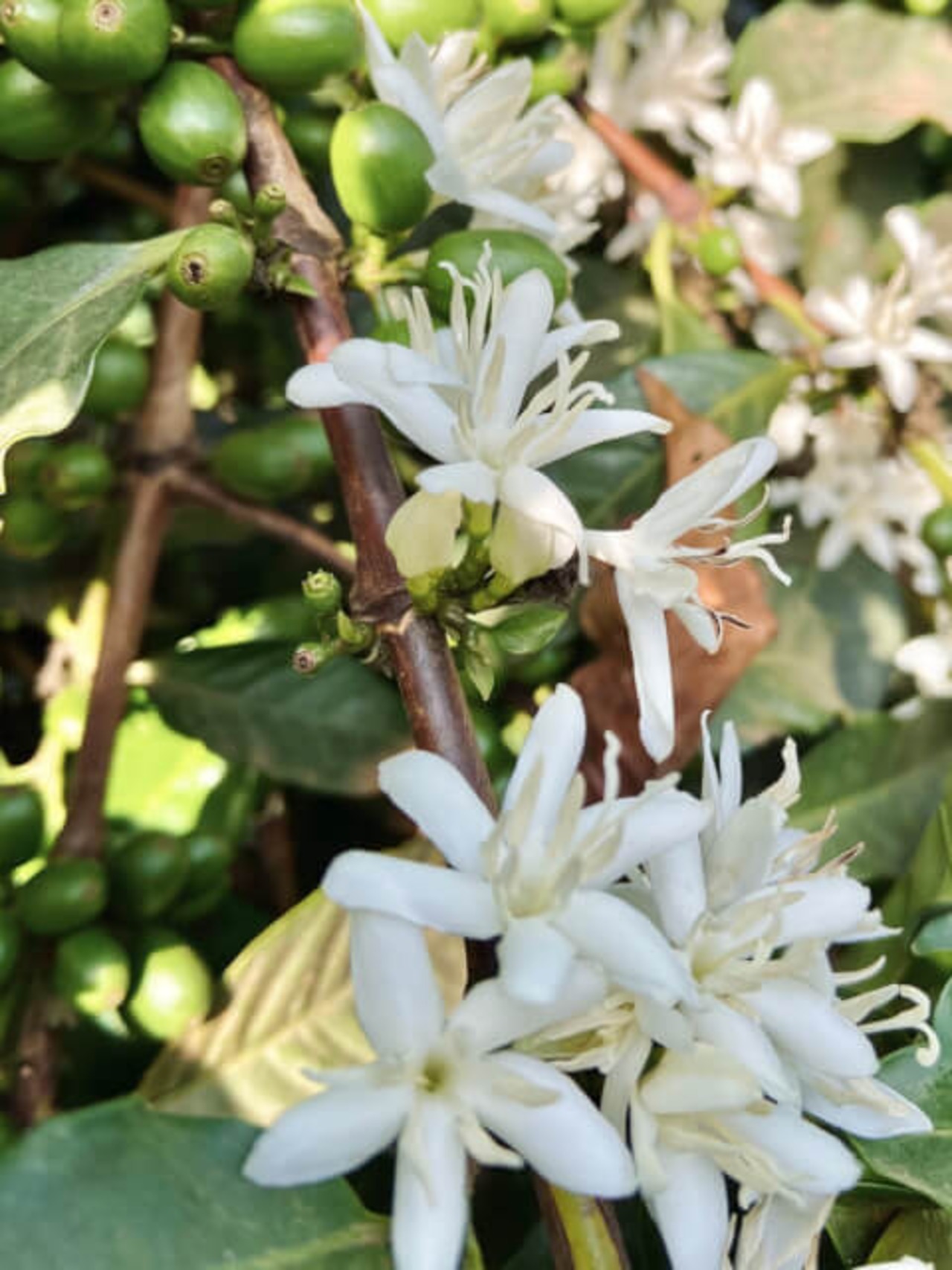 タンザニア【 キリマンジャロ 】200g 画像3