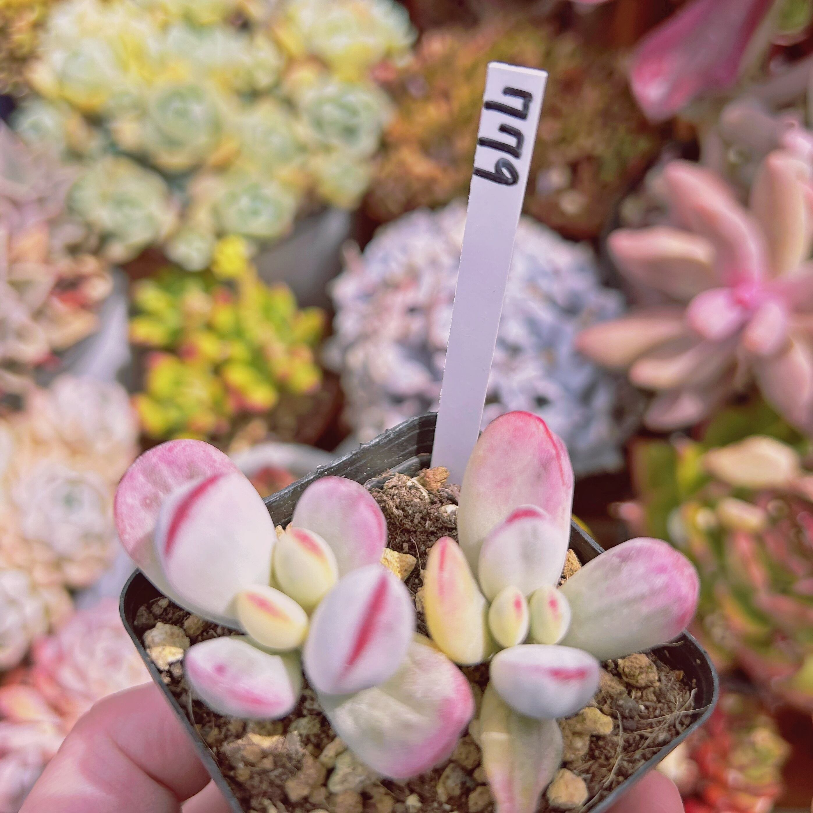 779現物 多肉植物 達磨福娘錦 2抜き苗 | るる農園~多肉植物専門