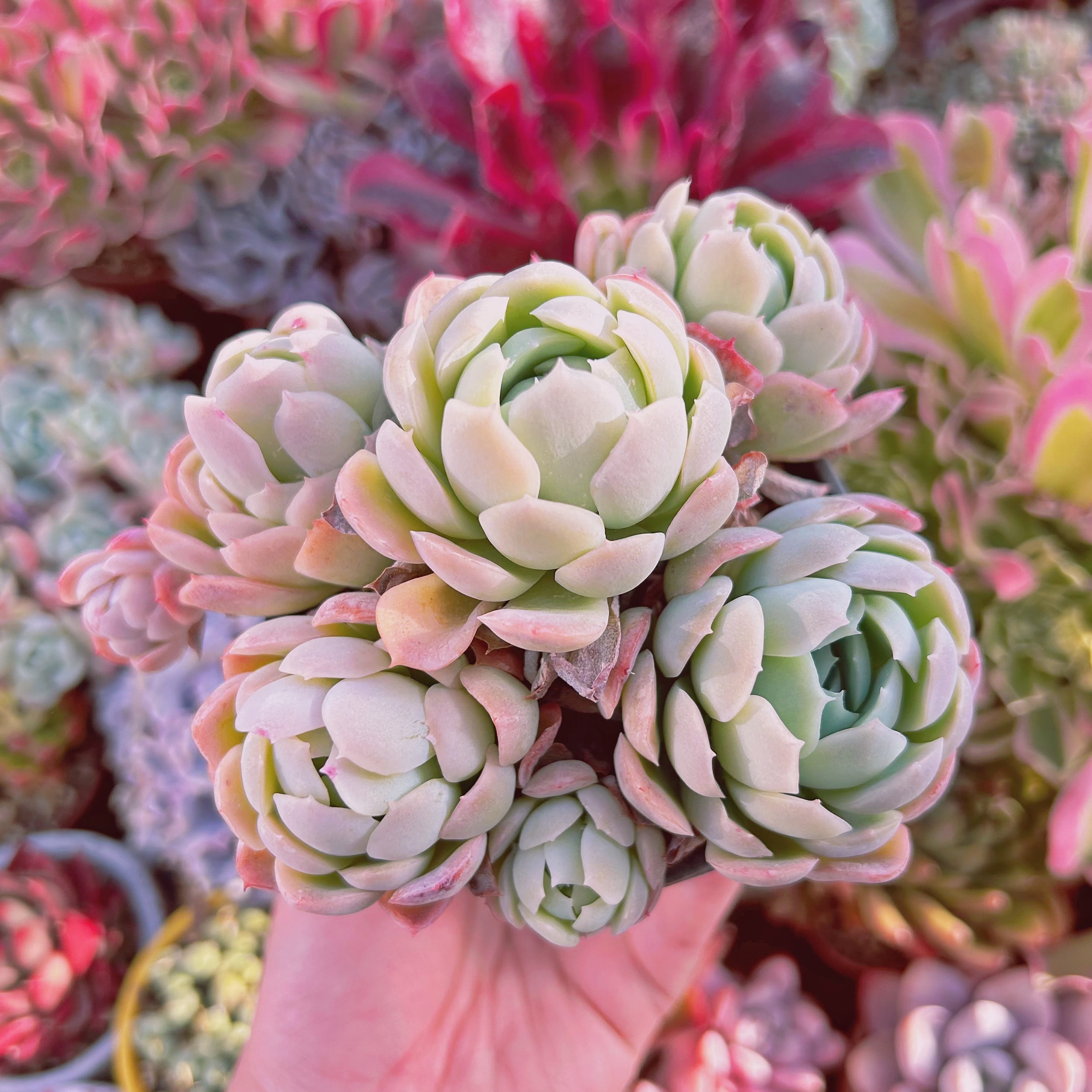 235現物 多肉植物 クリームベリー 特大 抜き苗 | るる農園~多肉植物専門