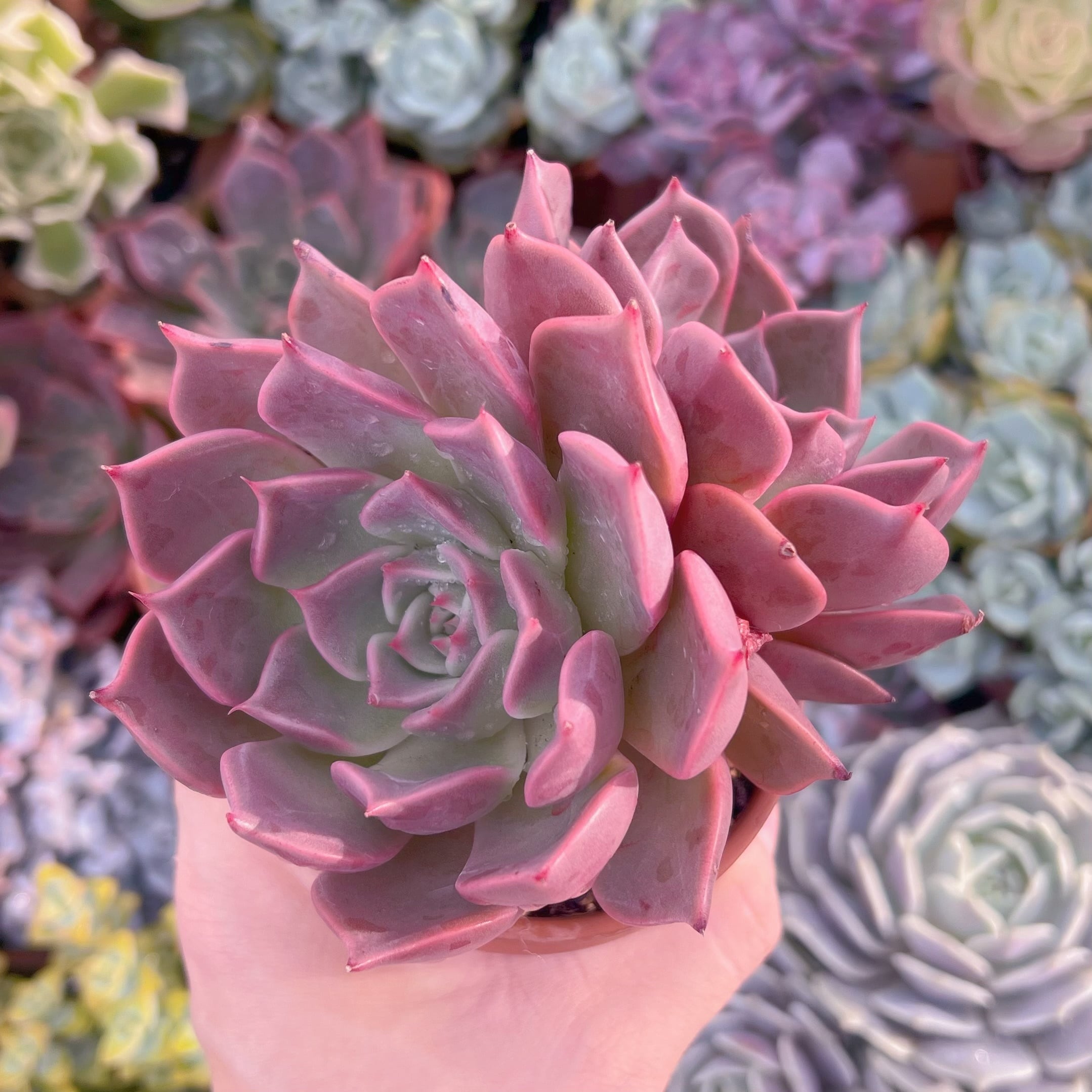 多肉植物 secret rose 大苗 新入荷 | るる農園~多肉植物専門