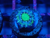 Loadhowensis Baby "Green" 48