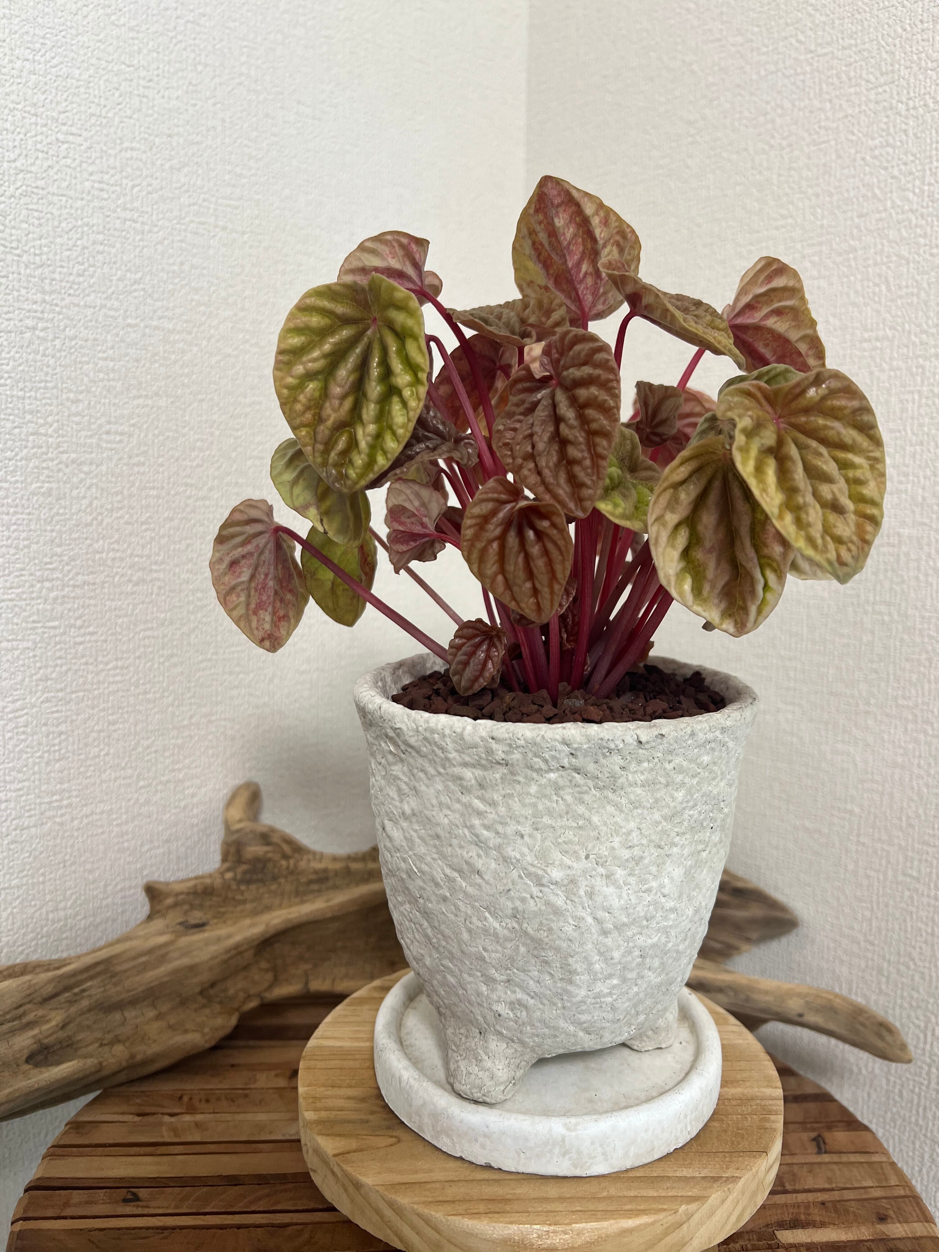 ぺぺロミア キト