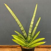 【クリアランスセール対象商品】サンスベリア(サンセベリア) アイスマン【87】【再撮影】【▼】