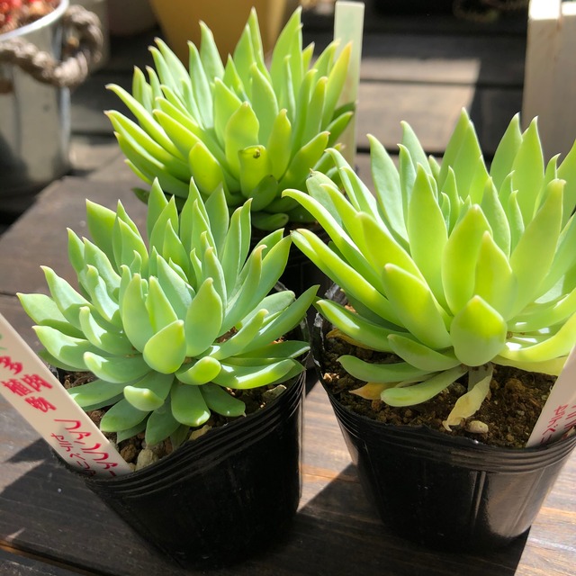 ファンファーレ 多肉植物 いとうぐりーん Melty Works 多肉植物 と Dulton プランター のお店