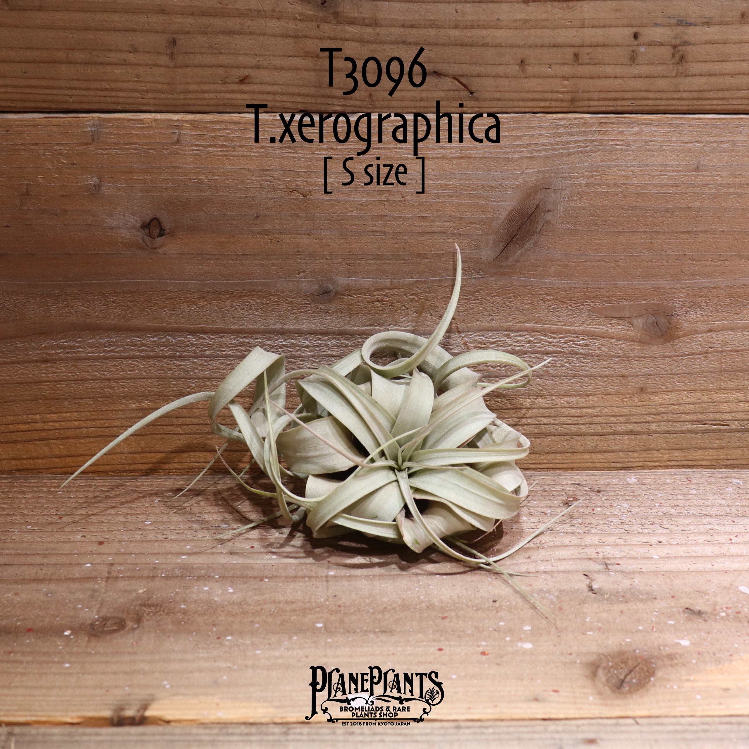 【送料無料】キセログラフィカ S〔エアプランツ〕現品発送T3096