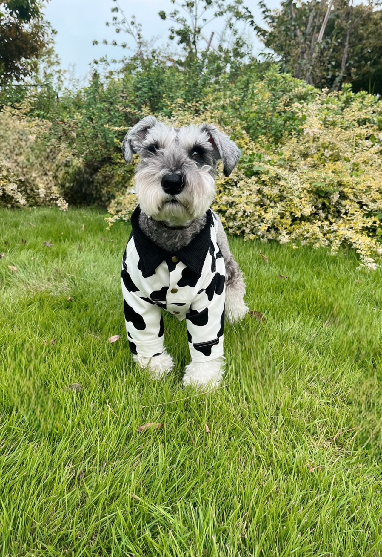 Cow Jacket