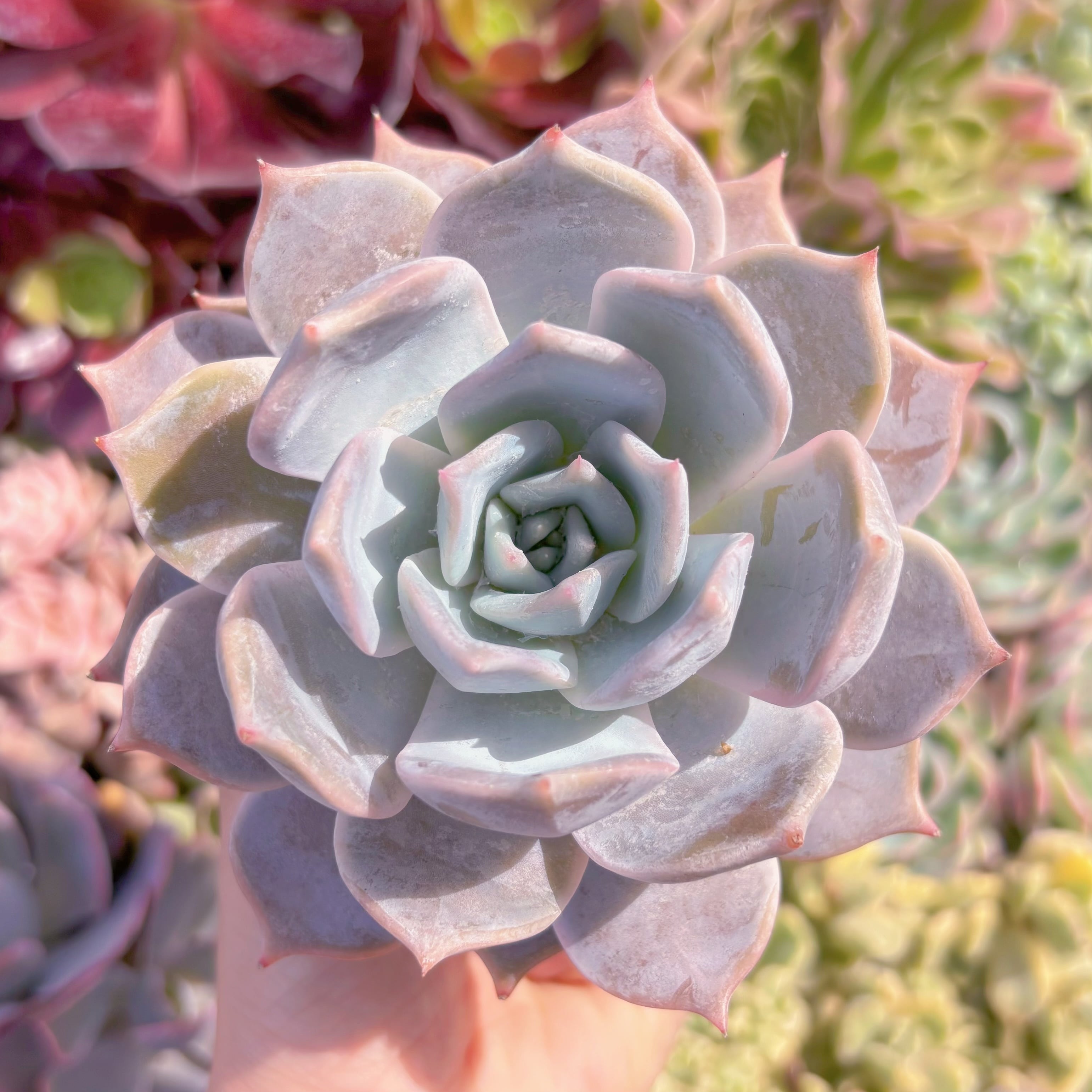 現物　Lilacina#879　古株　新入荷