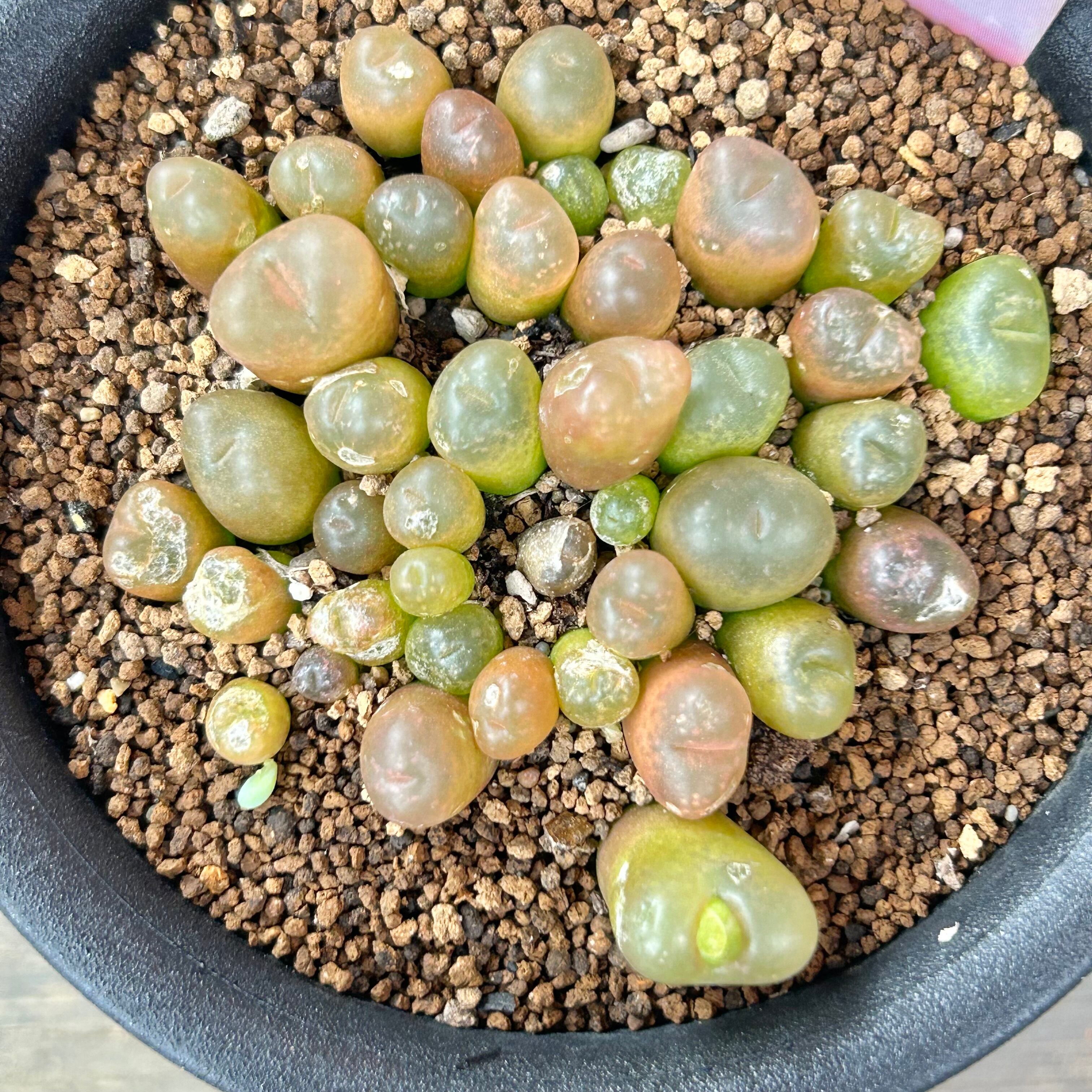 マウガニーばらまき コノフィツム | RuPo 多肉植物専門店
