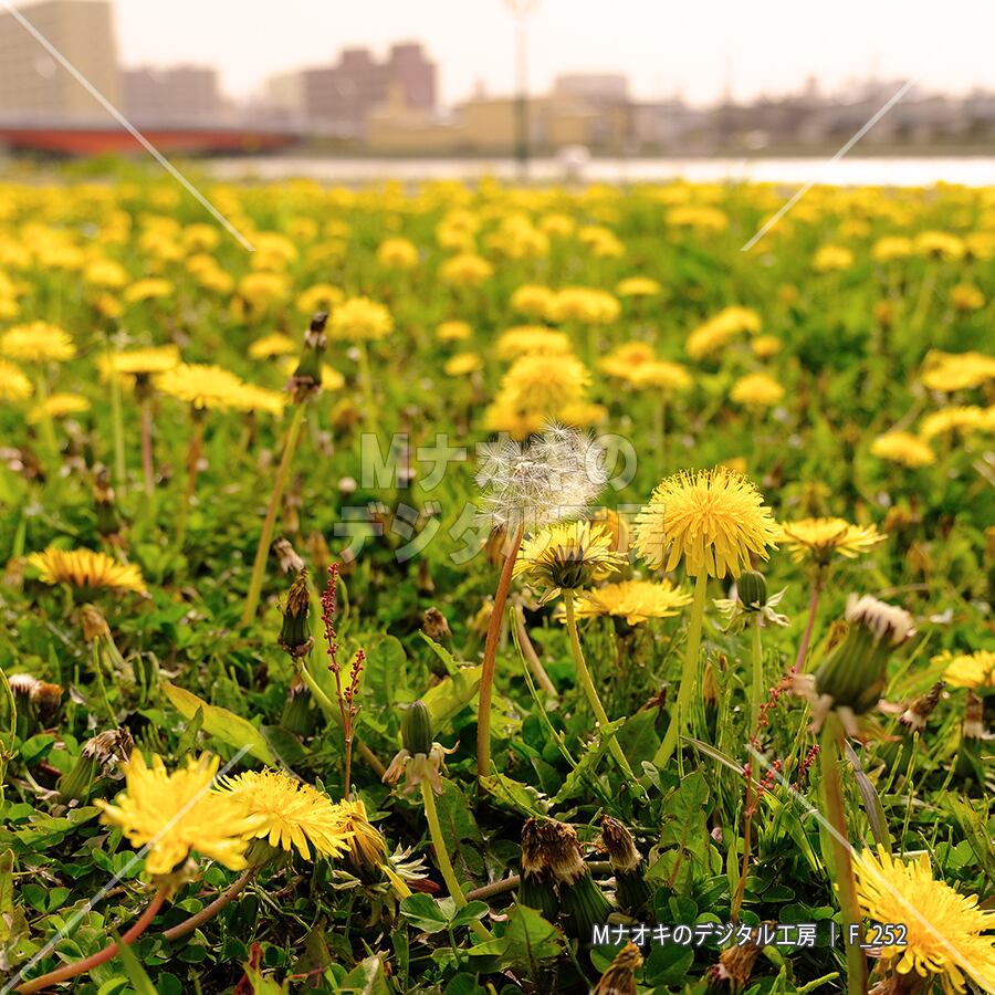 街中に群生するタンポポ 【F_252】 Dandelions growing in clusters in the city