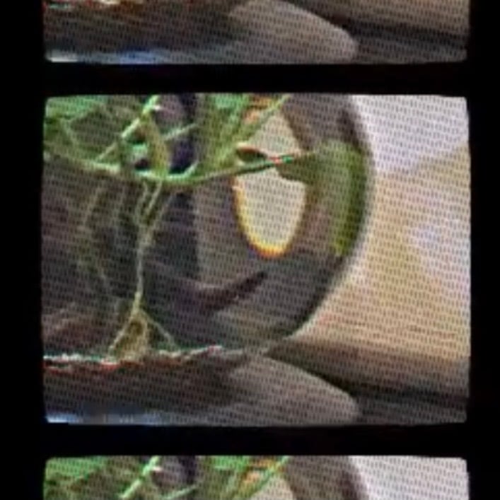 テープ】 downt / downt | HOLIDAY! RECORDS DISTRO