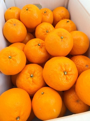 ポンカン【贈答用】　　　5㎏2Lサイズ（約29個）