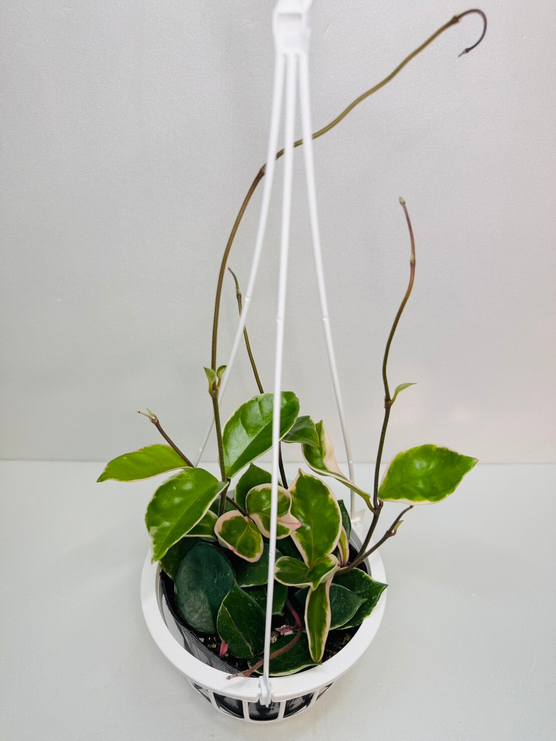 ホヤ カルノーサ （サクララン） 5号吊り | 観葉植物と雑貨のお店