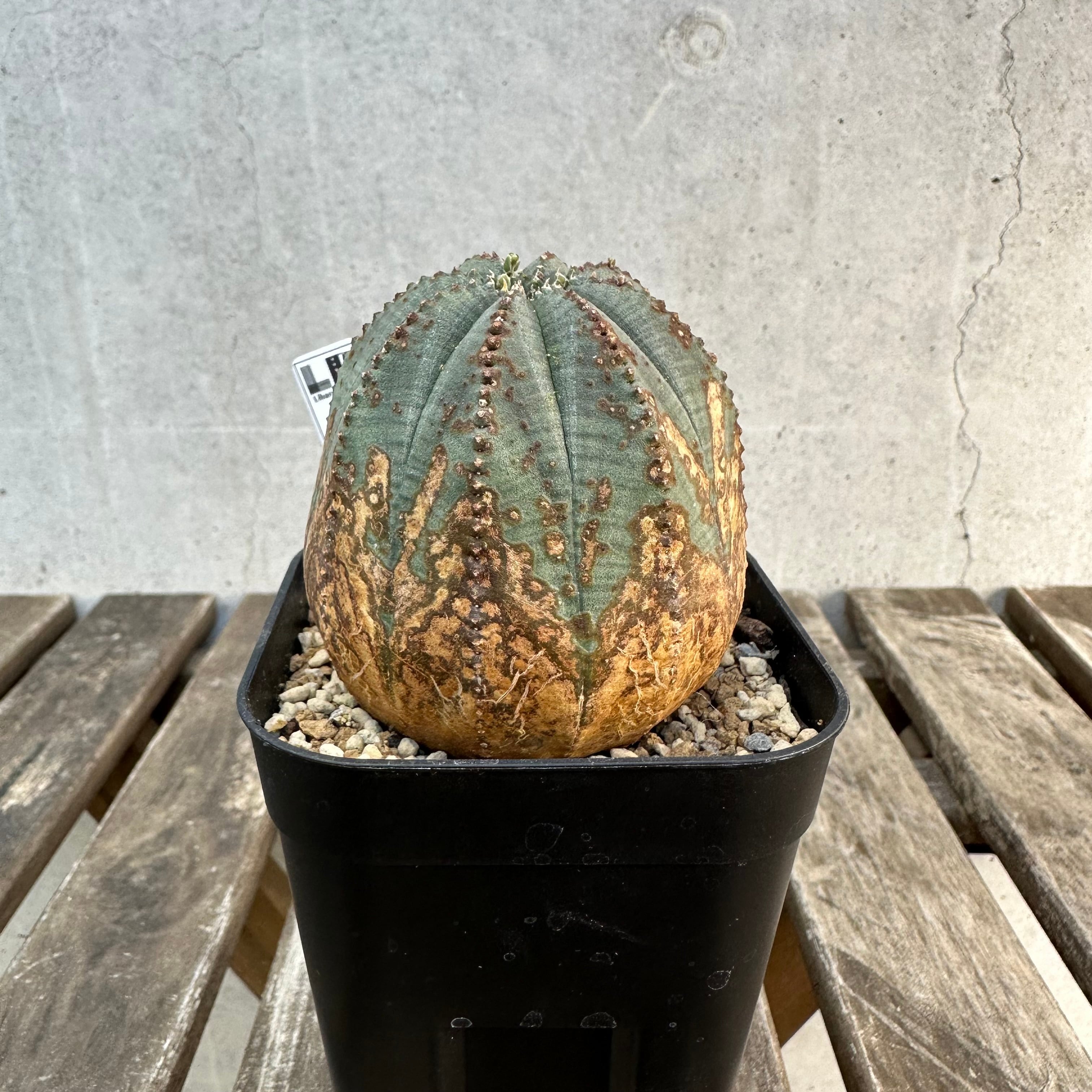 Obesa | Libaran_Plants〜ユーフォルビア オベサ 専門店オンラインスト〜