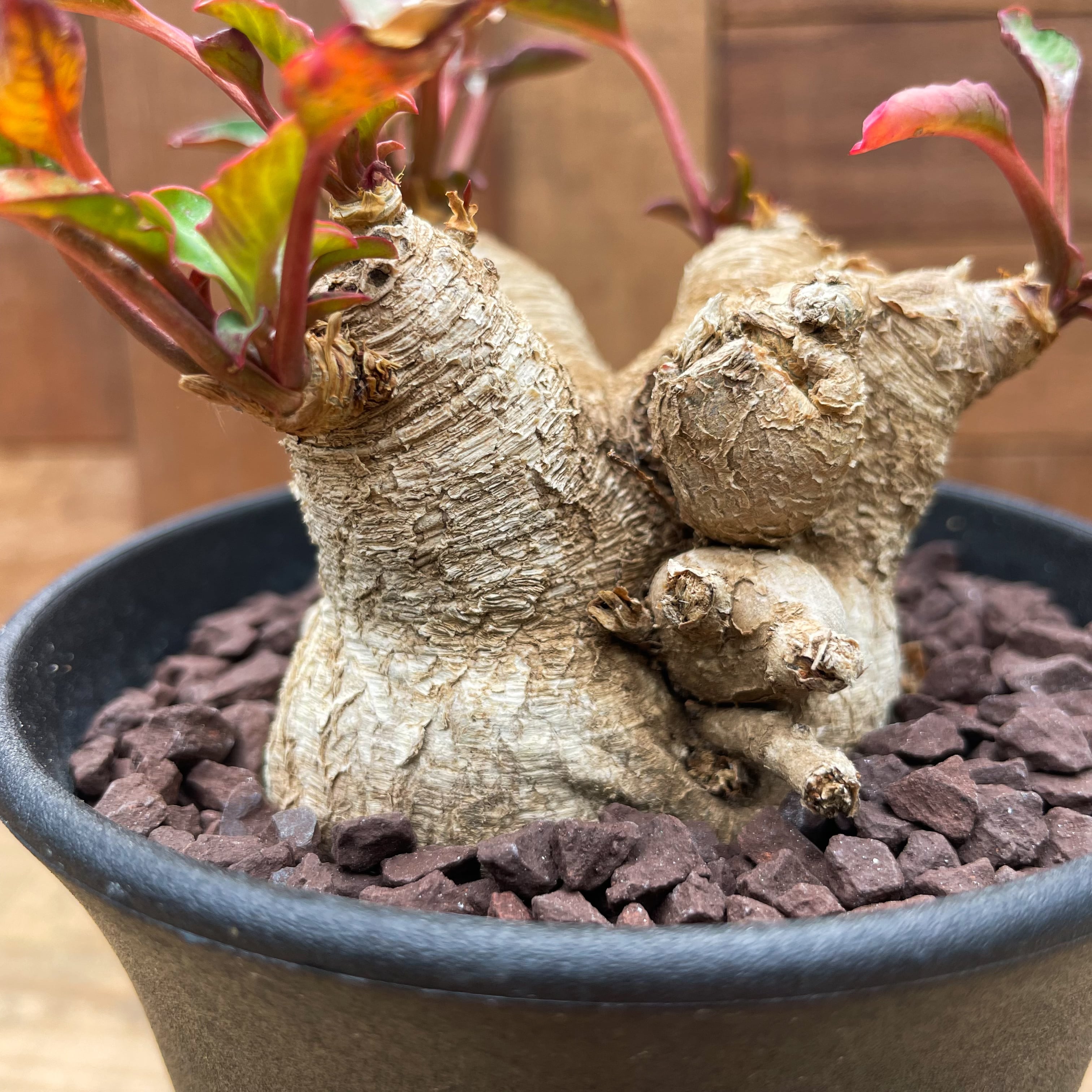 Euphorbia spannringii【ユーフォルビア・スパンリンギー(フィッシュ  