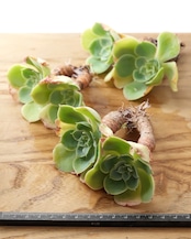 一部発根済カット苗 レモンプリンス L Echeveria 'Lemon Prince'