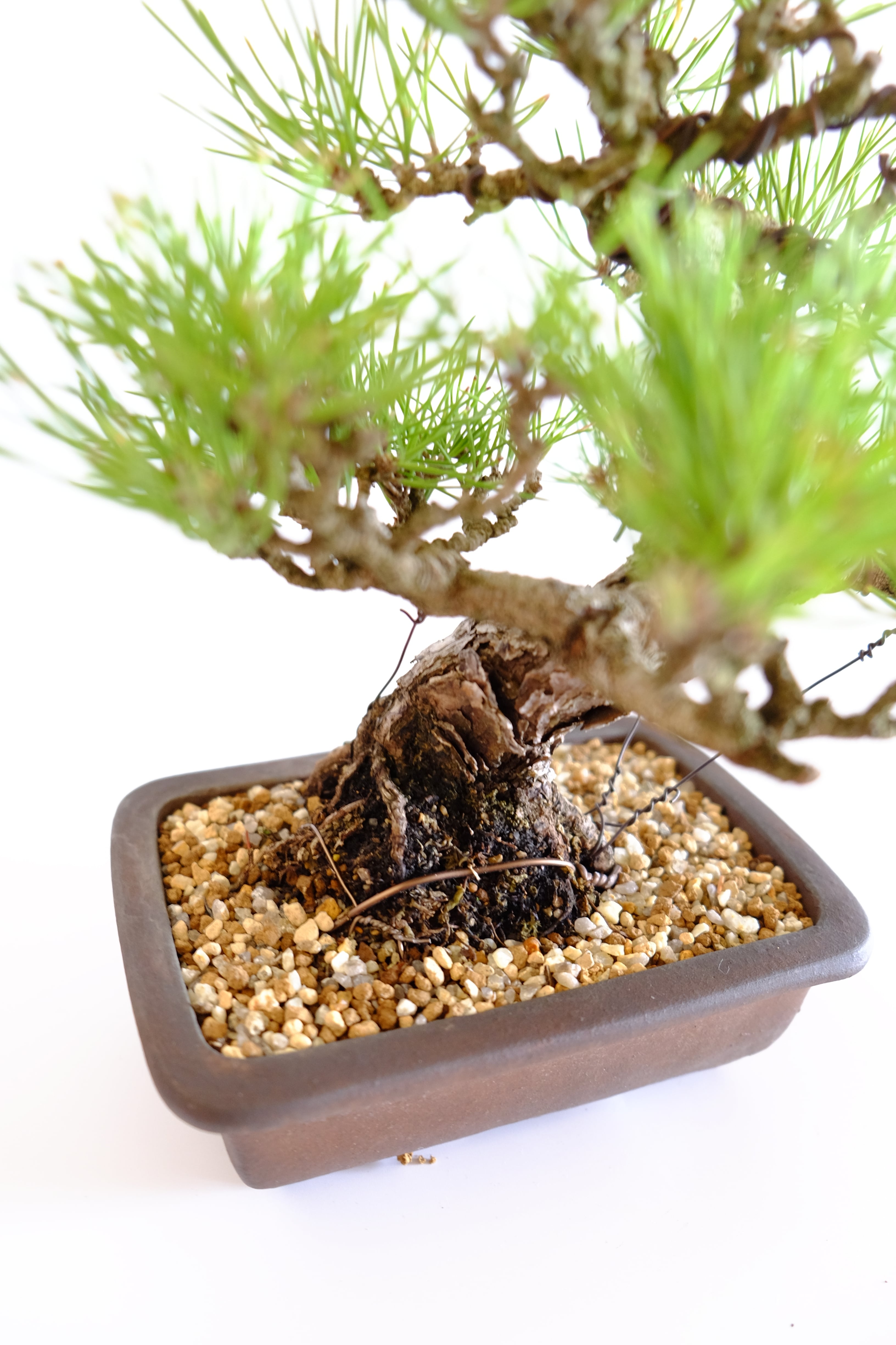 M. 黒松 Kuromatsu (Black pine) | BONSAI CLUB TOKYO M. 黒松 Kuromatsu (Black pine) | BONSAI CLUB TOKYO