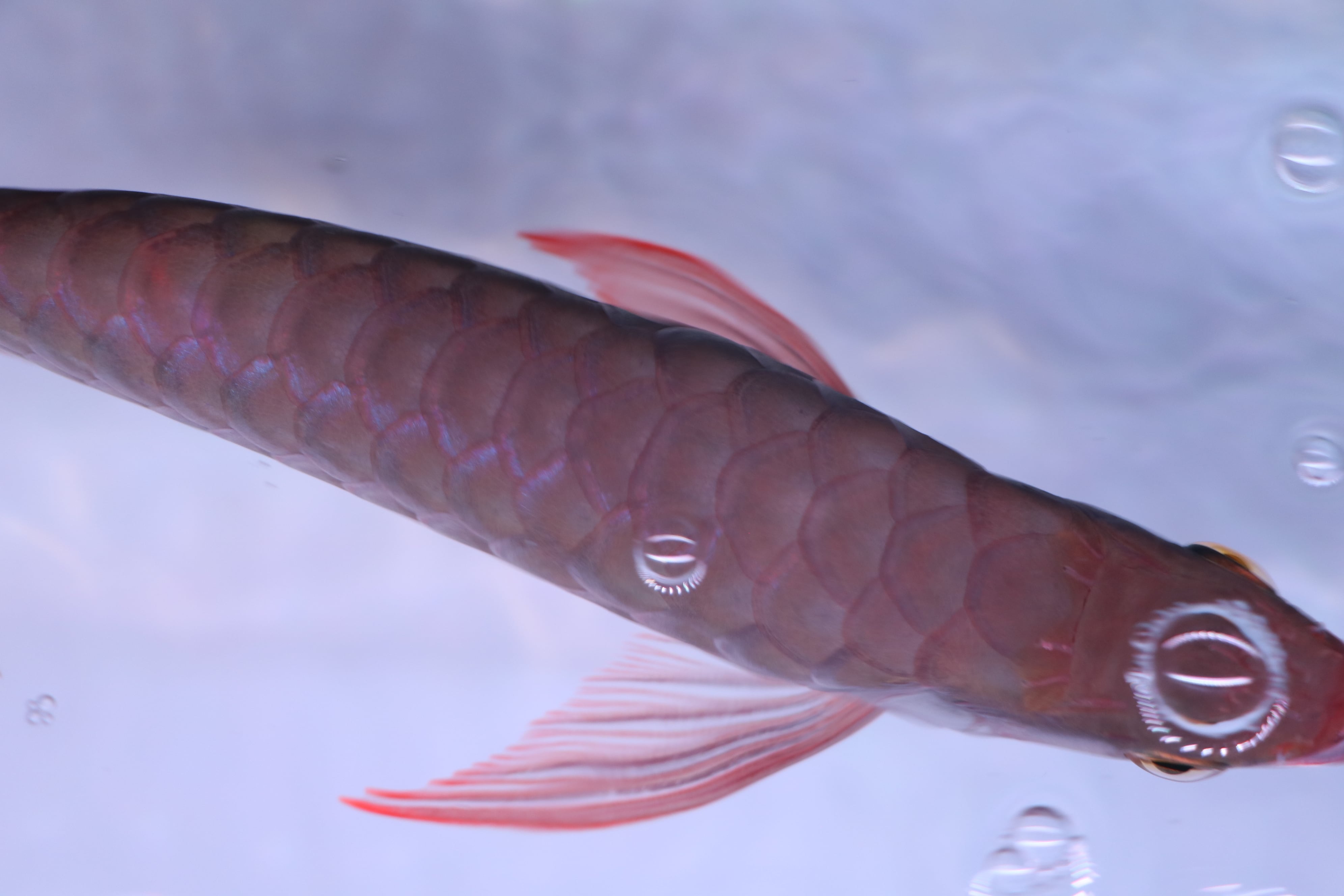 紅龍 No.8487 トップクオリティ☆鑚石背鱗☆ ±33㎝