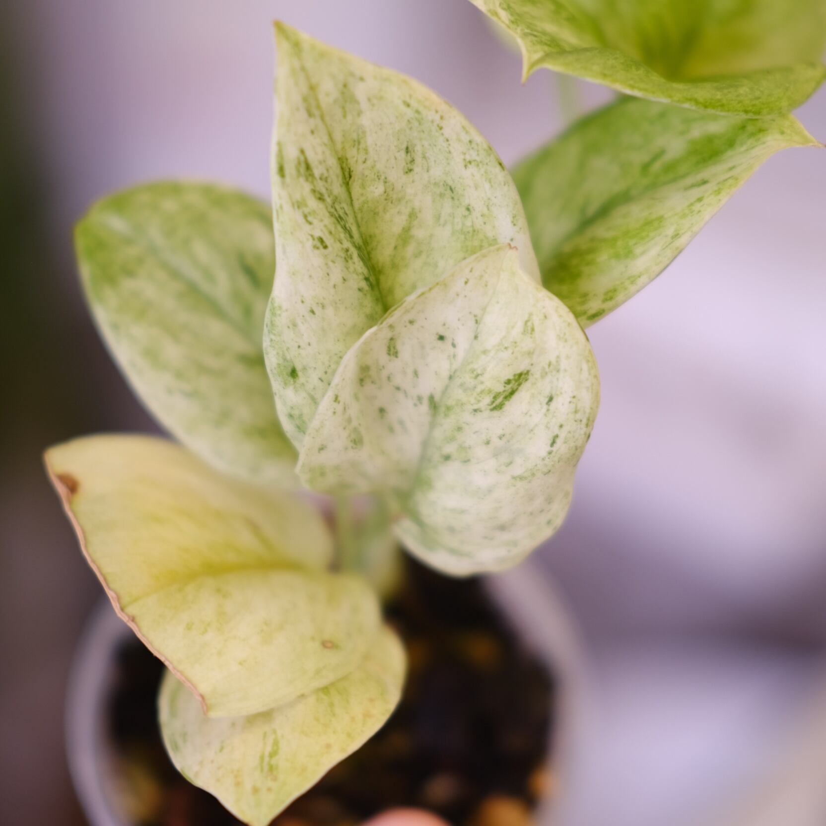 Scindapsus jade satin 