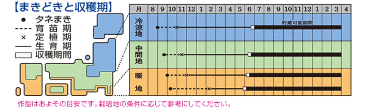 タマネギ「ネオアース」（DF）・画像5