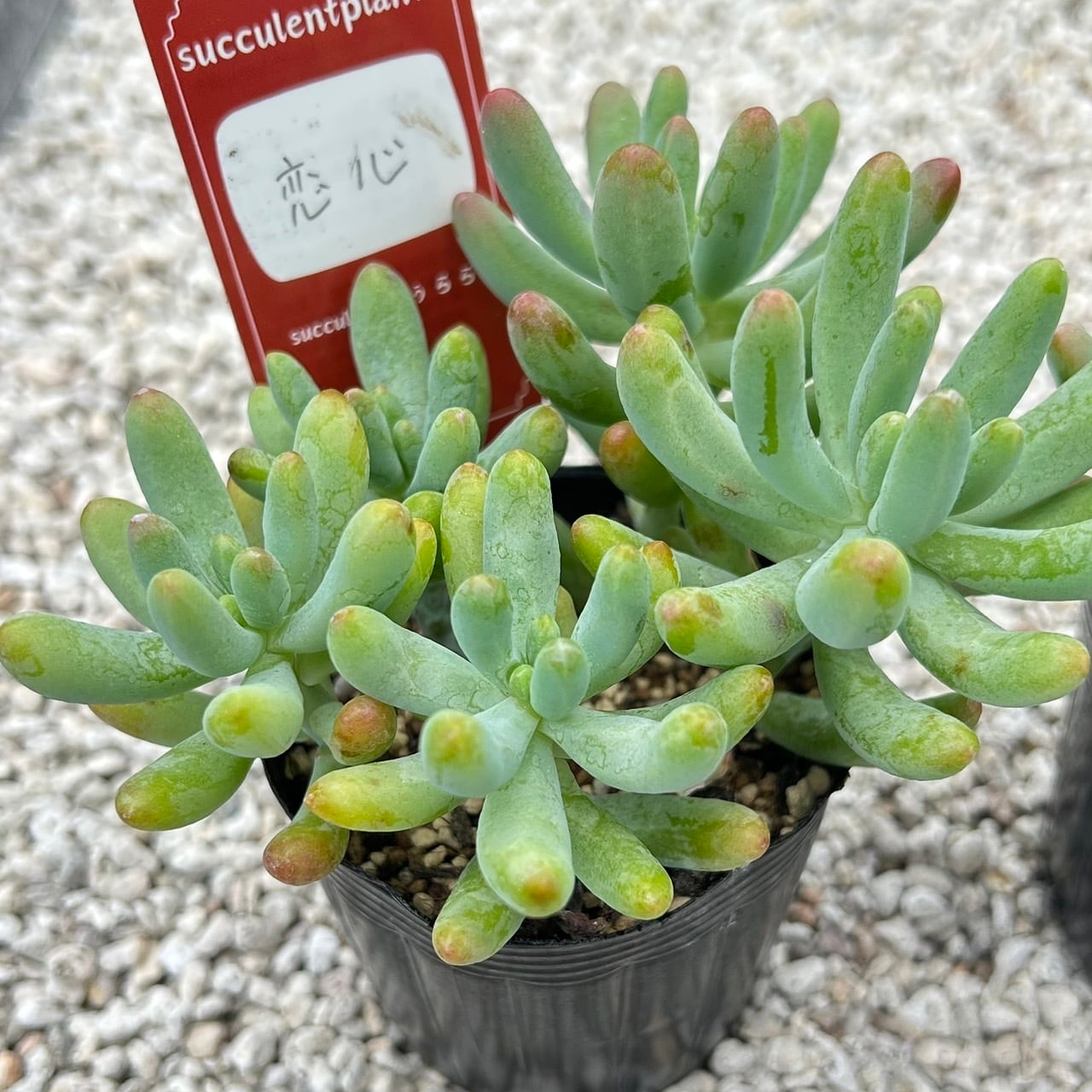 天使の雫 一寸苗 多肉植物 セダム | Succulent 花うらら 〜多肉植物