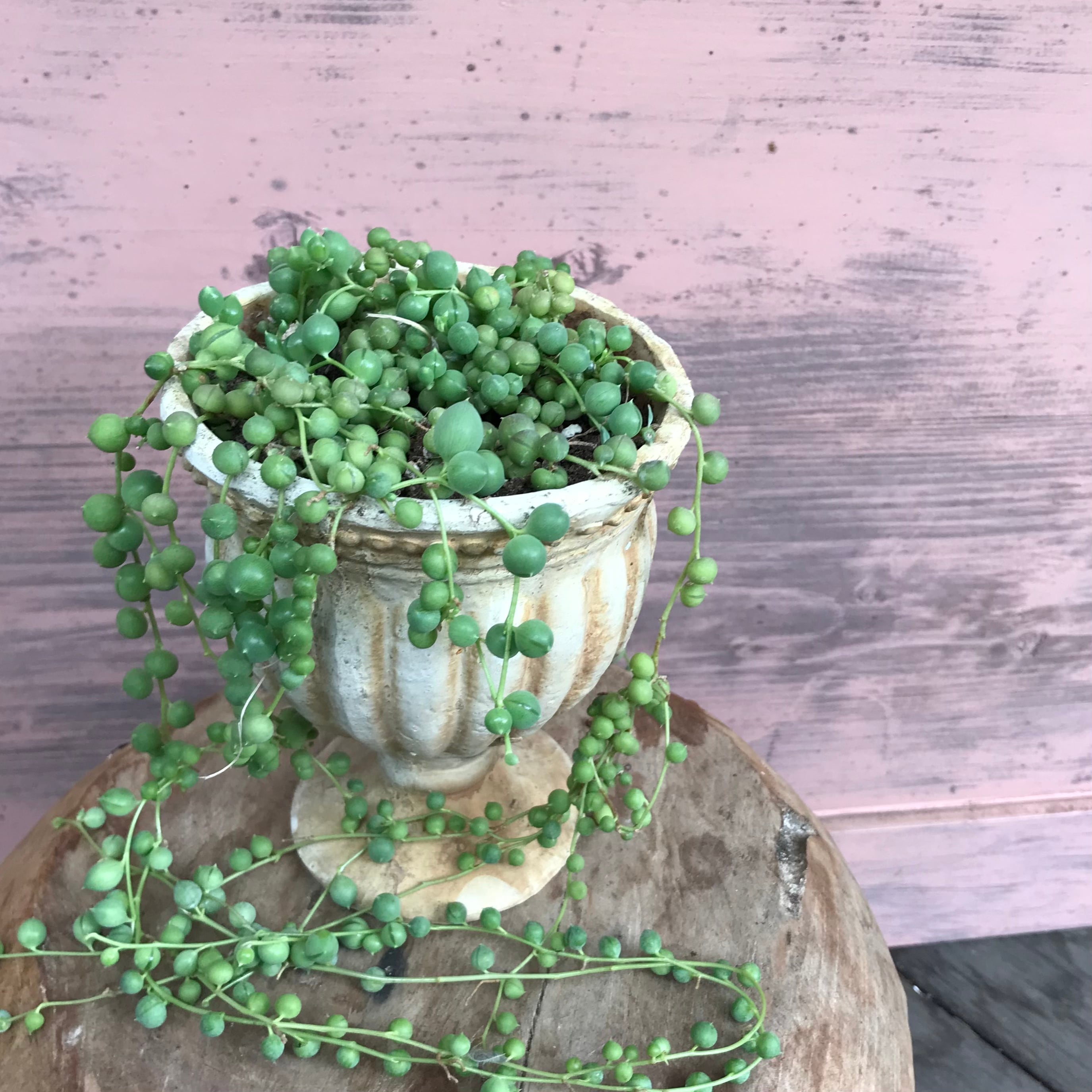 多肉植物 グリーンネックレス | Merak - メラク 寄せ植え ガーデニング