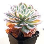 【PREMIUM】 抜き苗 インブリカータ錦 完成株 Echeveria 'Imbricata Variegated'