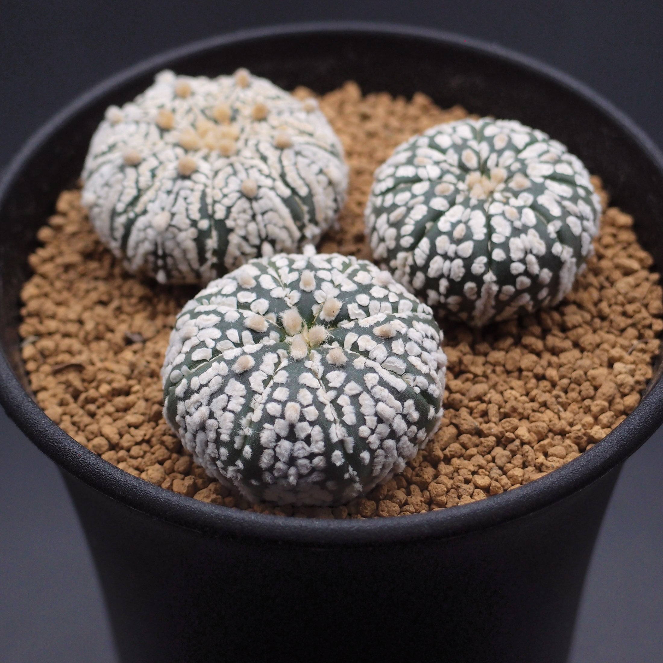 亀甲兜 Astrophytum asterias アストロフィツム アステリアス