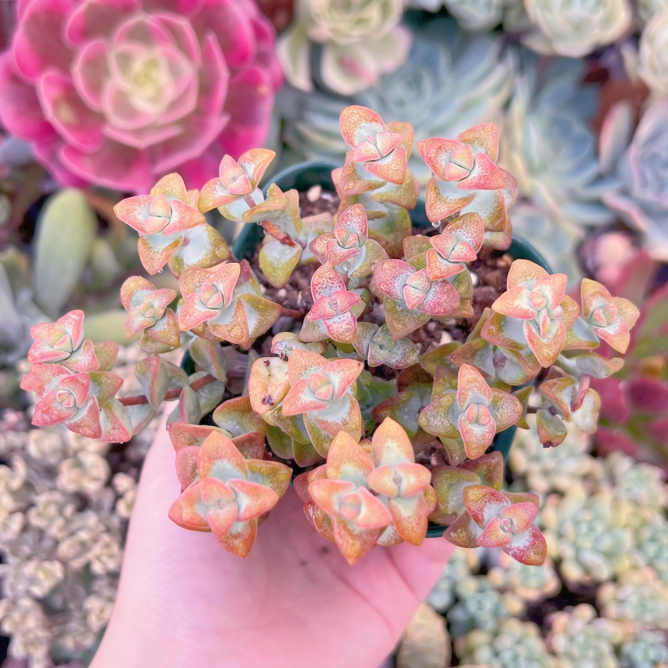 現品　ラブハート#231　るる農園