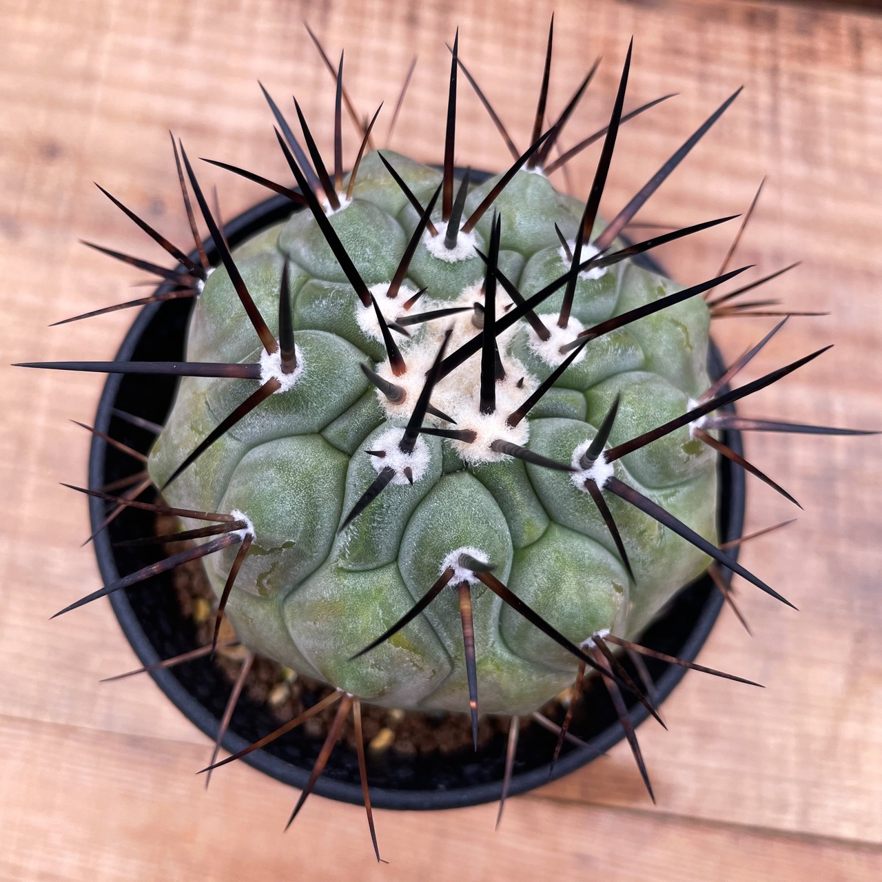 Copiapoa cinerea【黒王丸・実生】