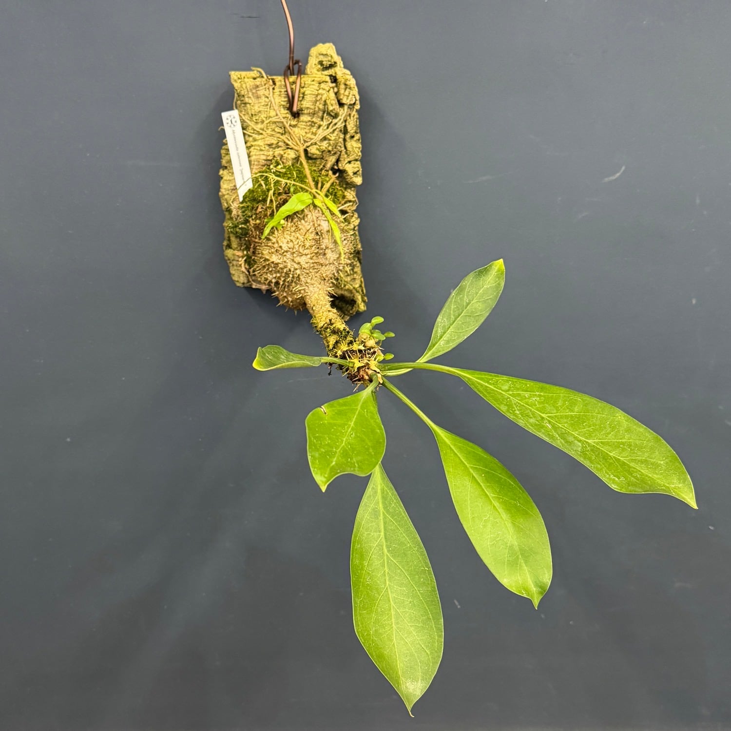 伊藤蟻】Myrmecodia tuberosa 