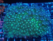 Goniopora BaliGlitter