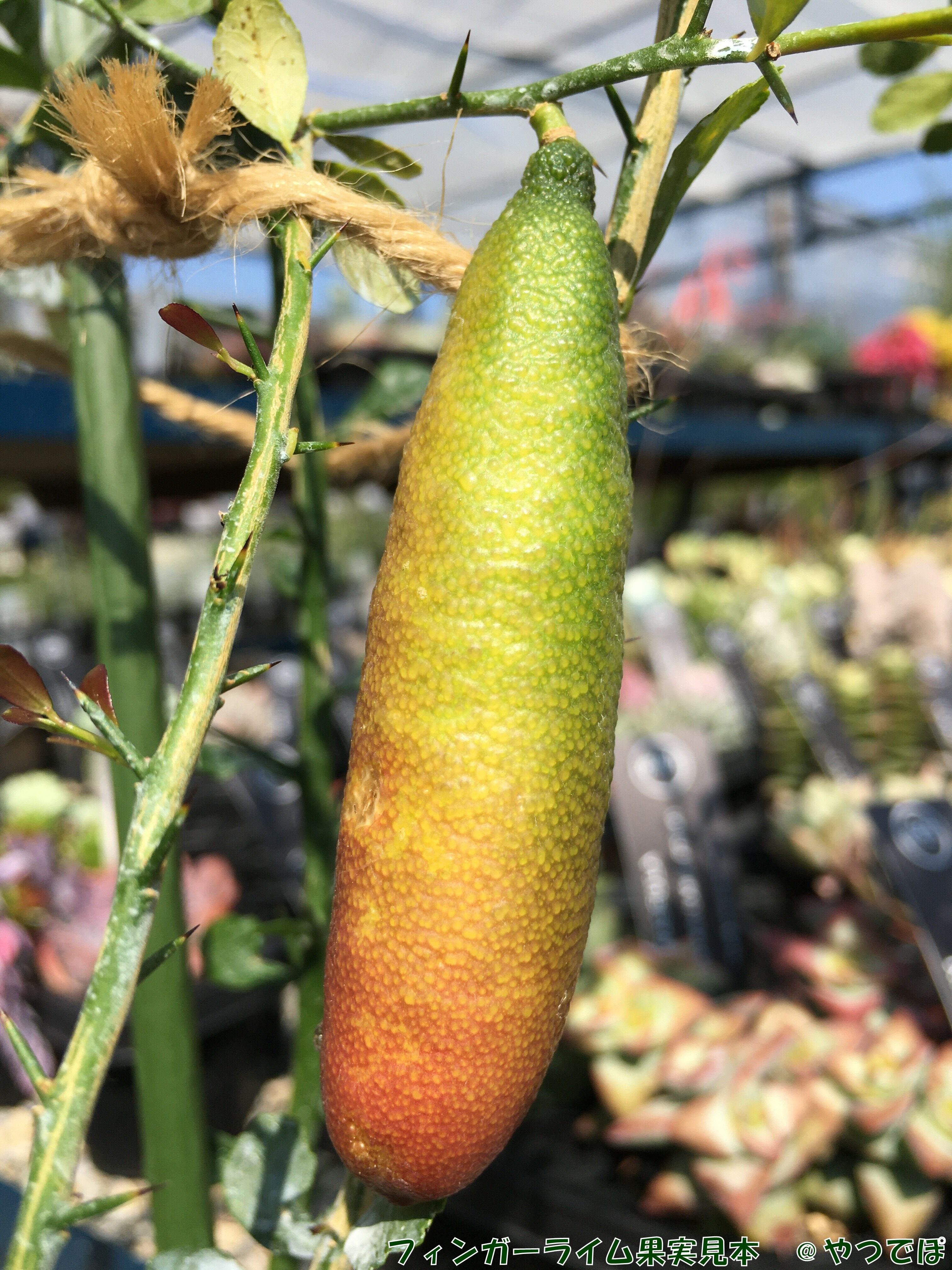 フィンガーライム TASTY GREEN テイスティーグリーン 1年生15㎝ポット