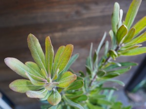 【現物】プロテア　”スペシャルピンクアイス”　A