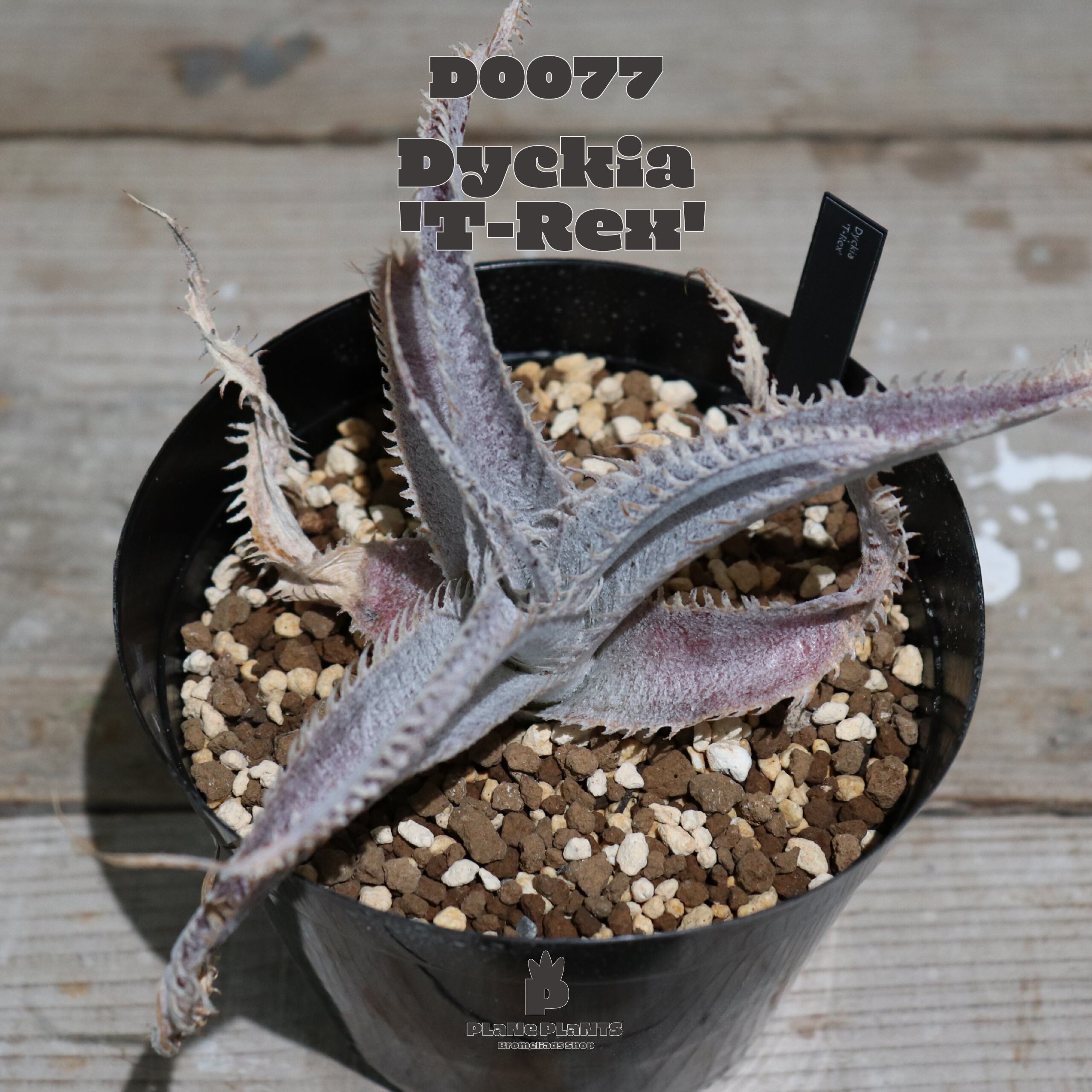 送料無料】'T-Rex'〔ディッキア〕現品発送D0077 | plane plants