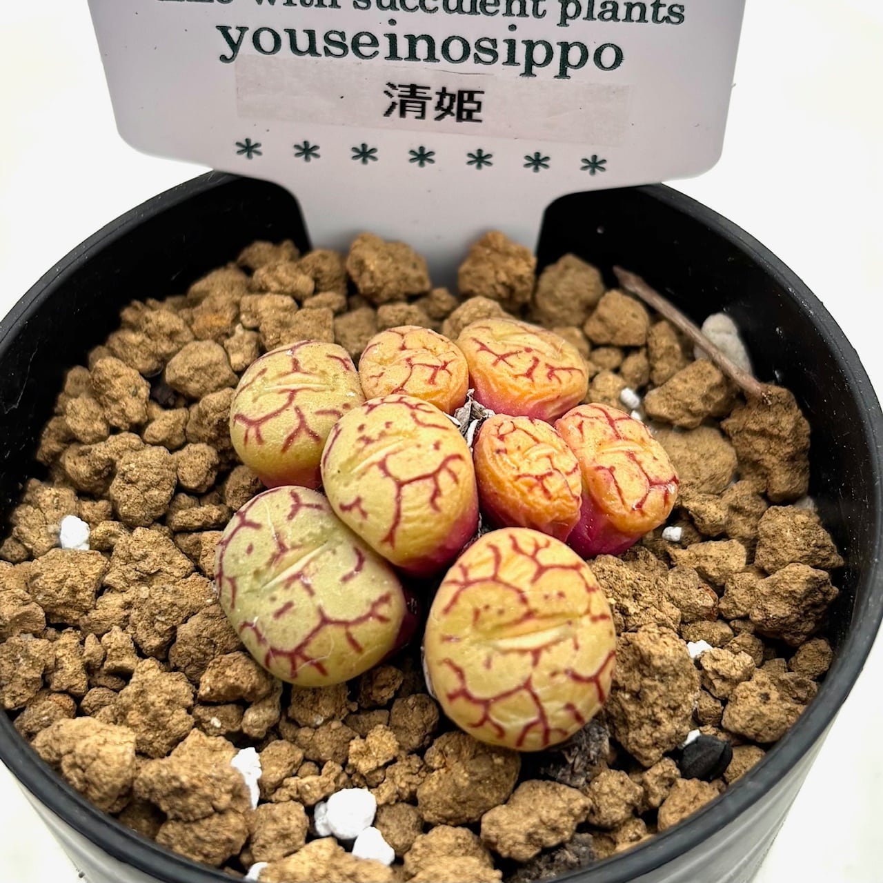 第四種郵便に速達プラス！ | ようせいのしっぽ