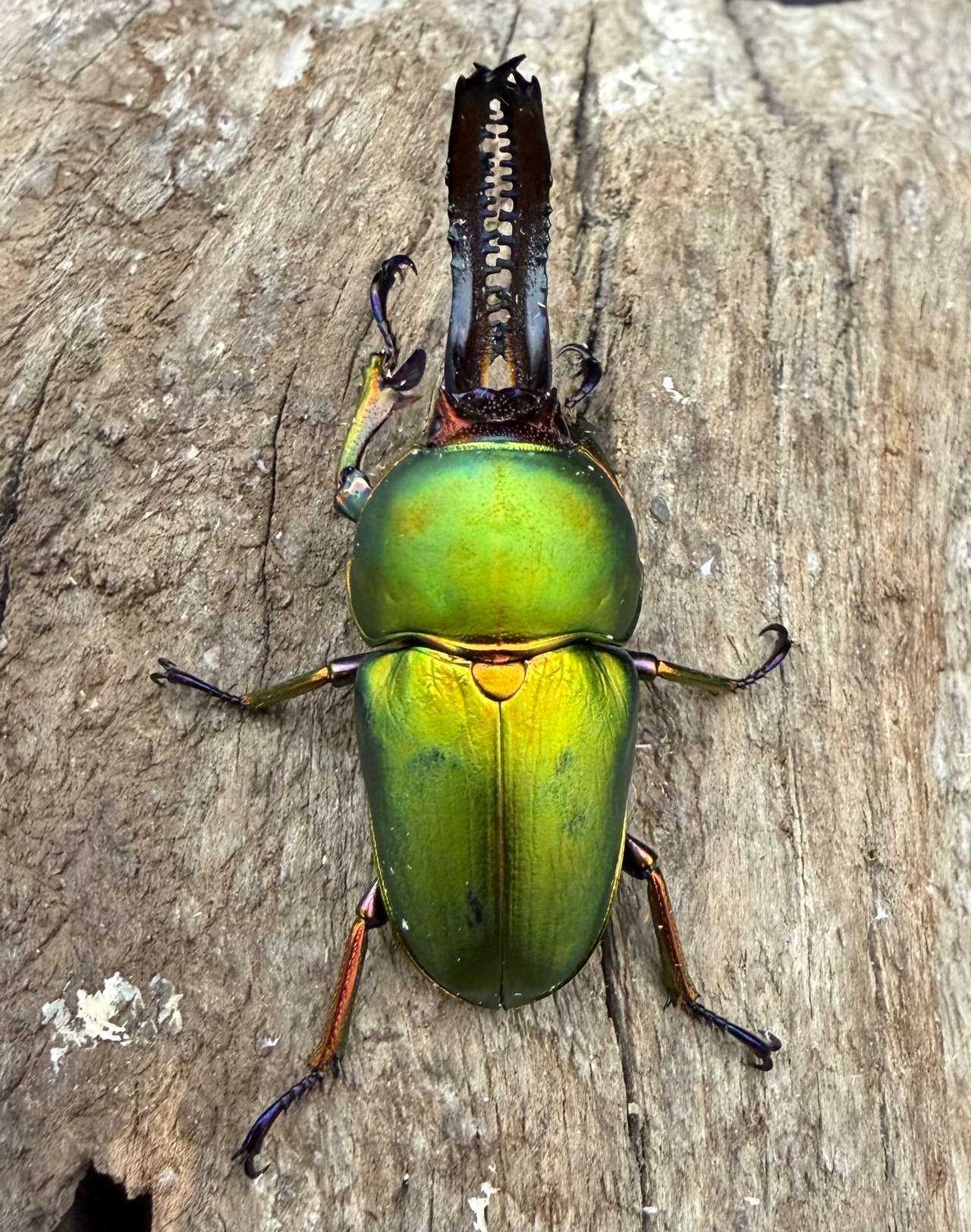 【WD】《パプアキンイロクワガタ 42mm A'品ペア》