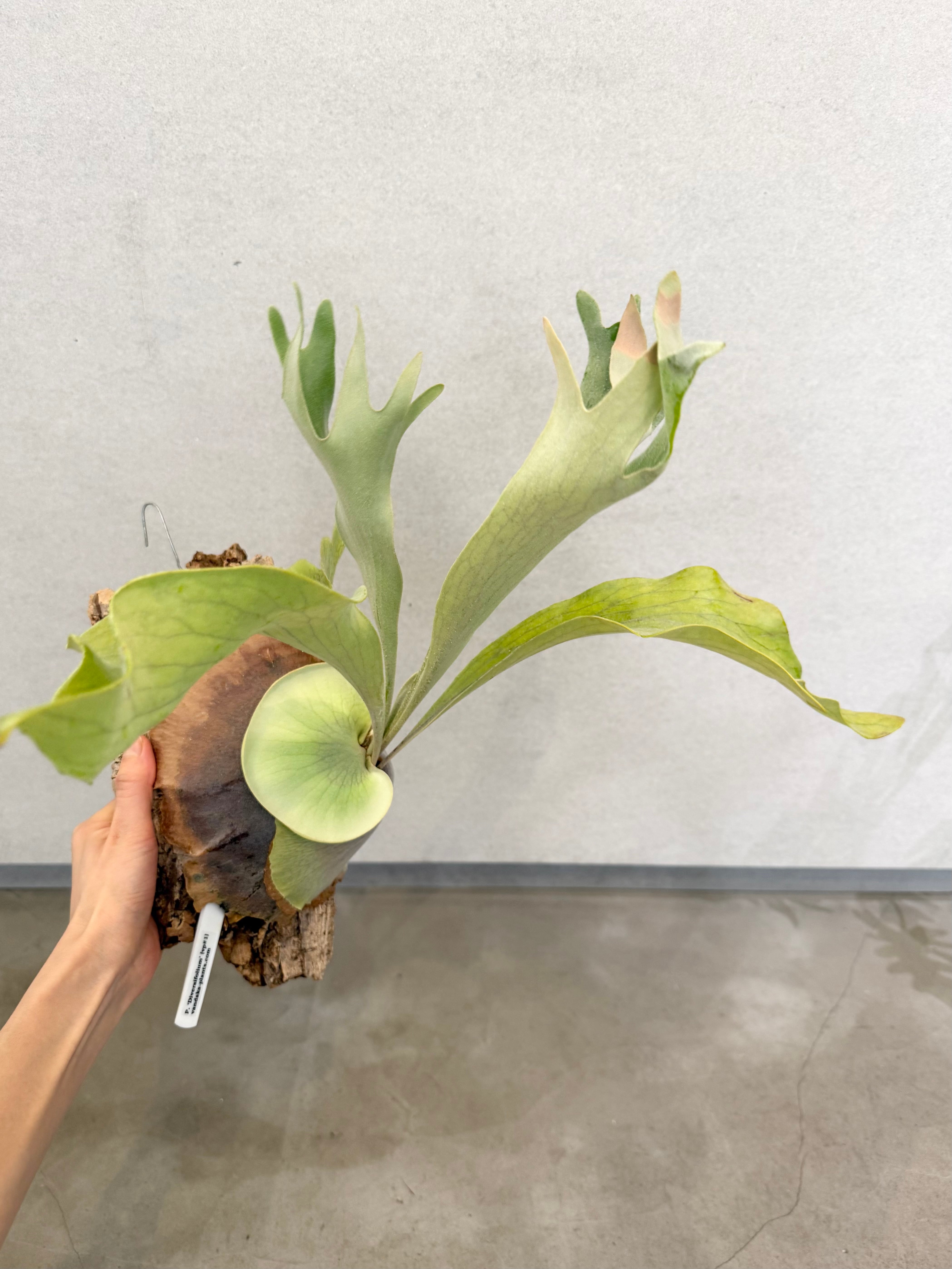 a) P. 'Diversifolium' (vp#1) ビカクシダ 'ダイバーシフォリウム' (vp