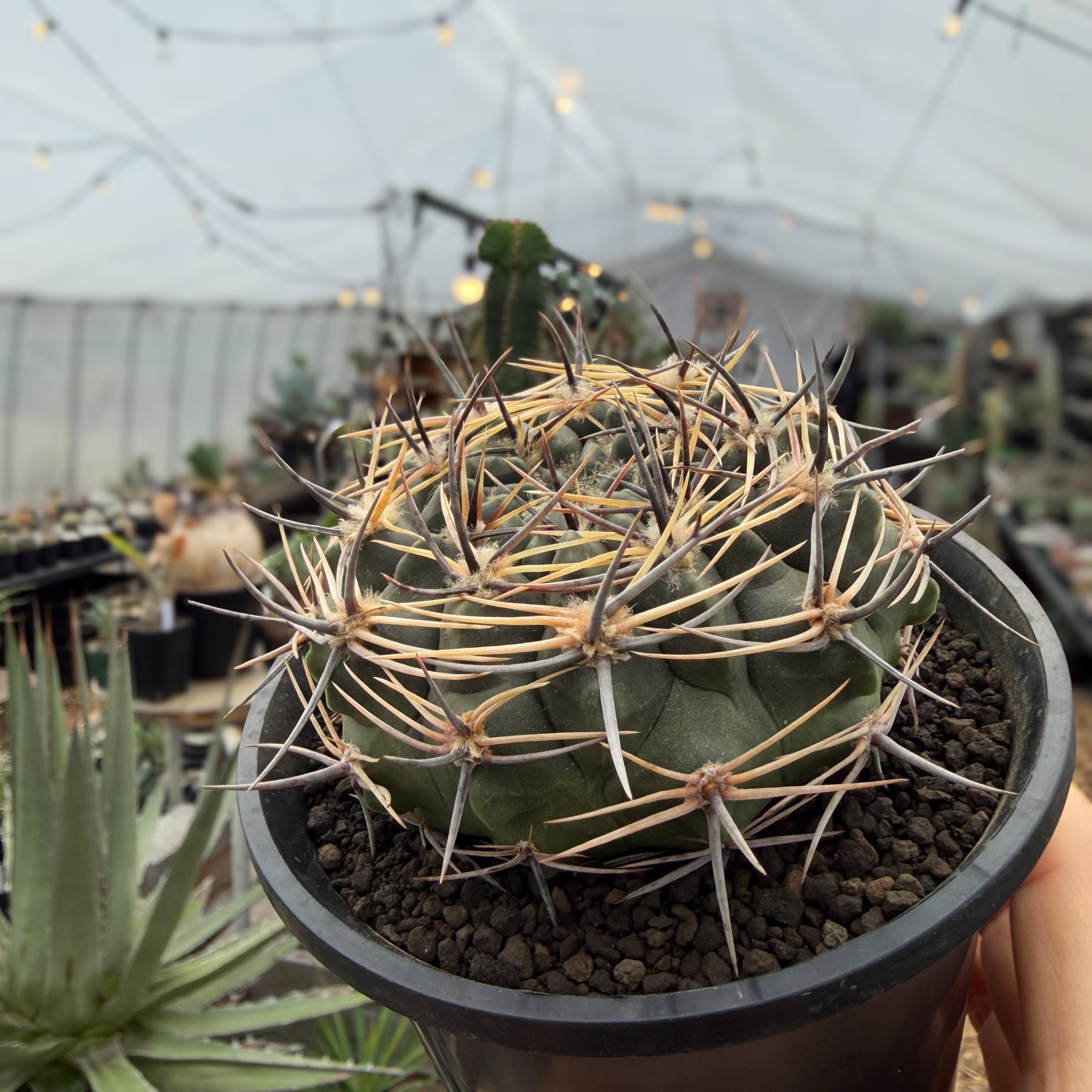 ギムノカリキウム Gymnocalycium bicolor【ギムノカリキウム・ビカラー】 | RIMO'S GREEN