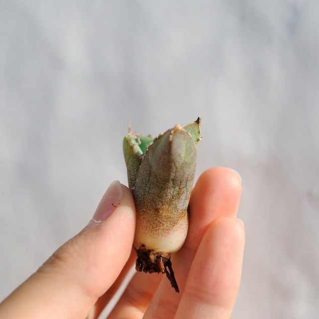 アガベ チタノタ ライトリー ホワイト ソーン セレクション No.13